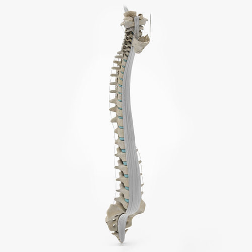 Vertebral Column Anatomy 3D model
