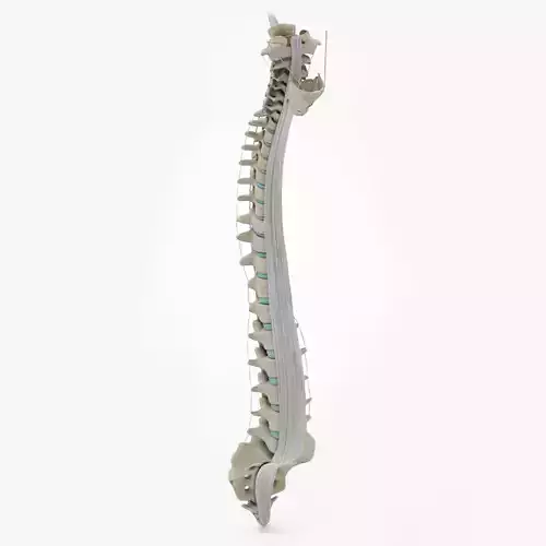 Vertebral Column Anatomy 3D model