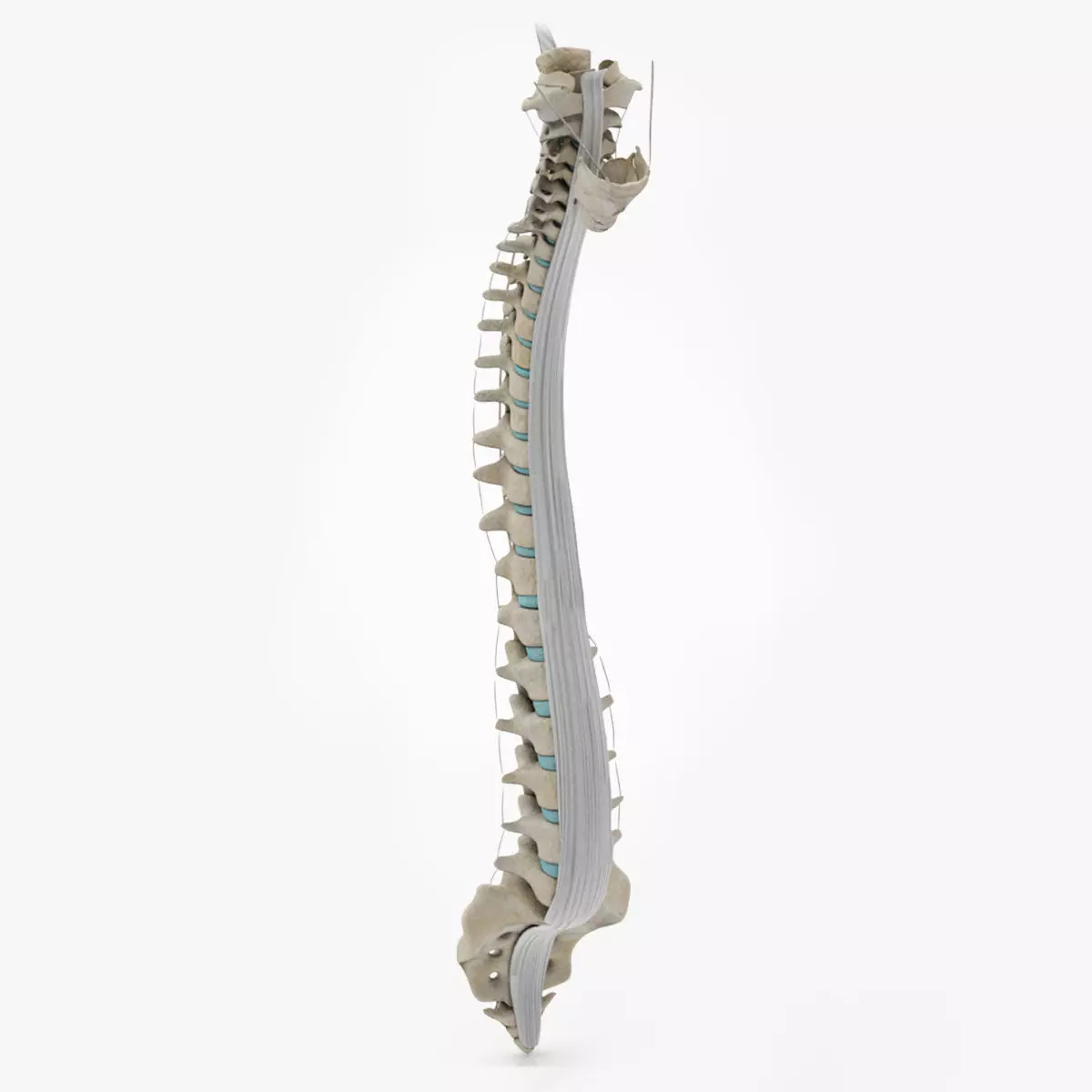 Vertebral Column Anatomy 3D model_0