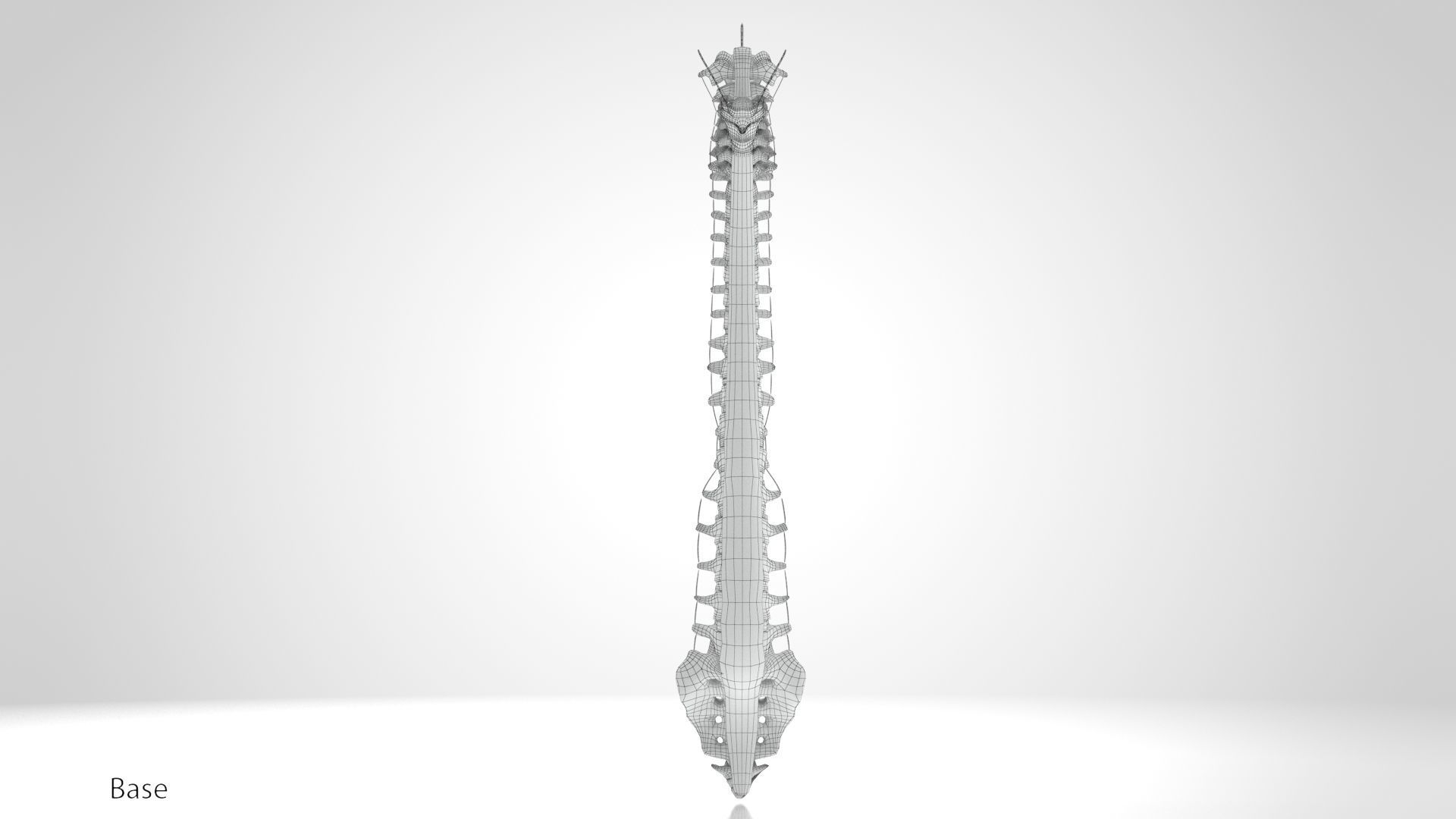 Vertebral Column Anatomy 3D model_14