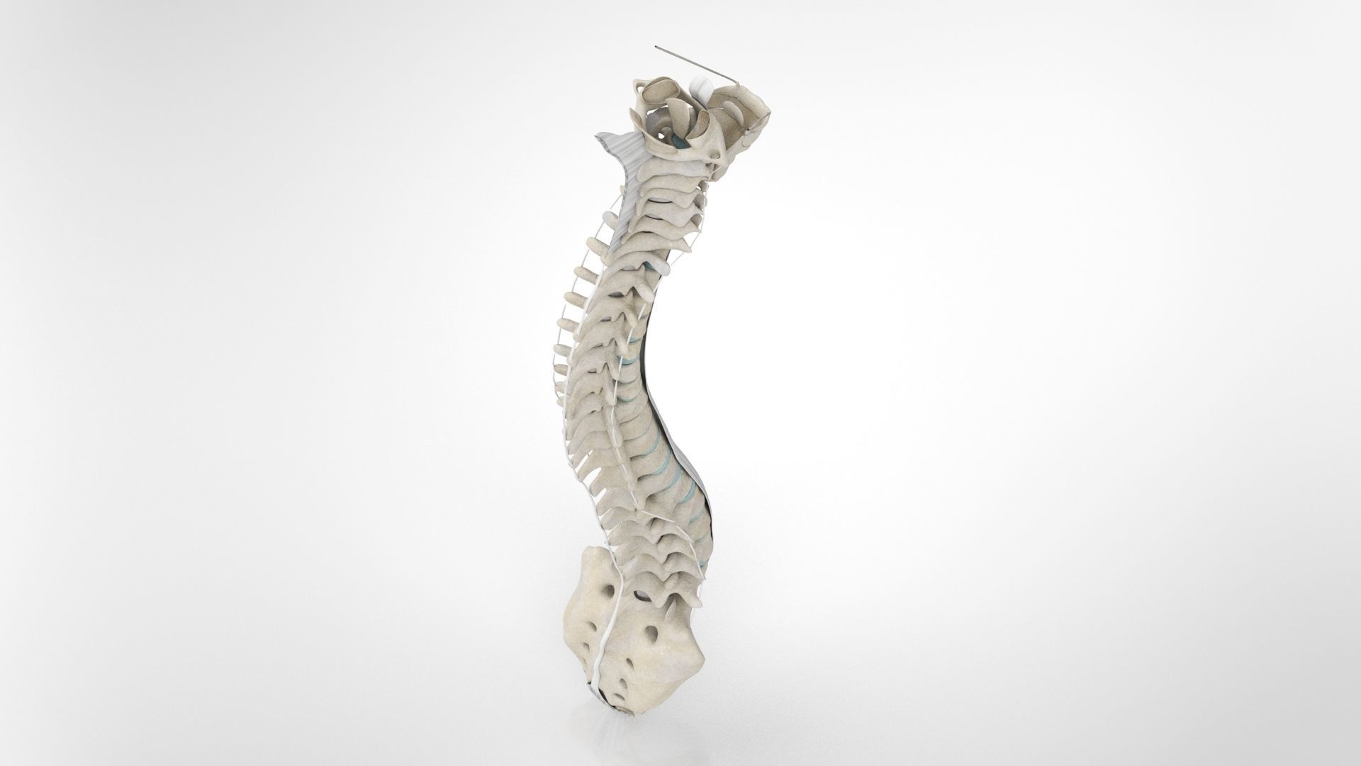 Vertebral Column Anatomy 3D model_8