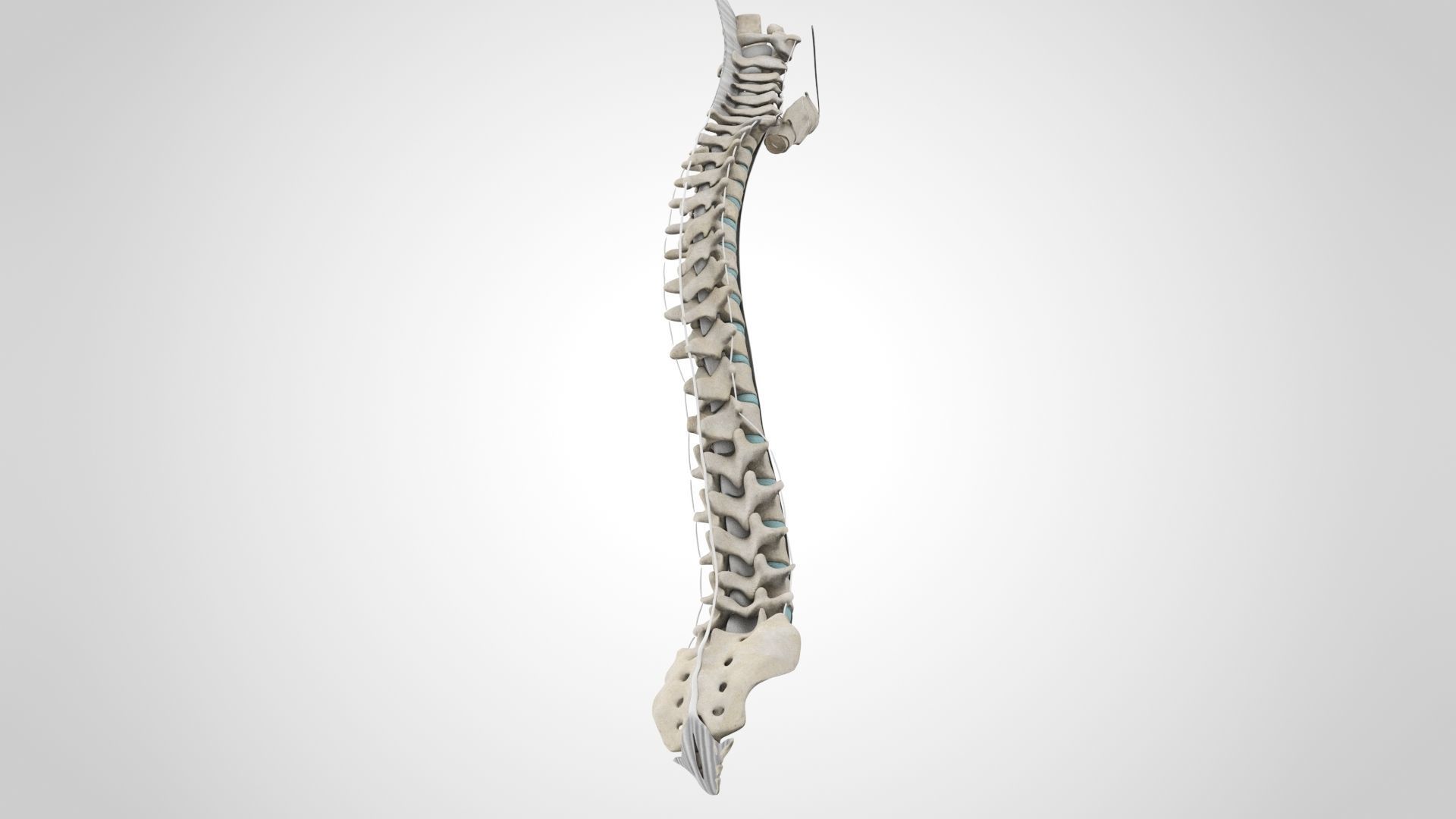 Vertebral Column Anatomy 3D model_9