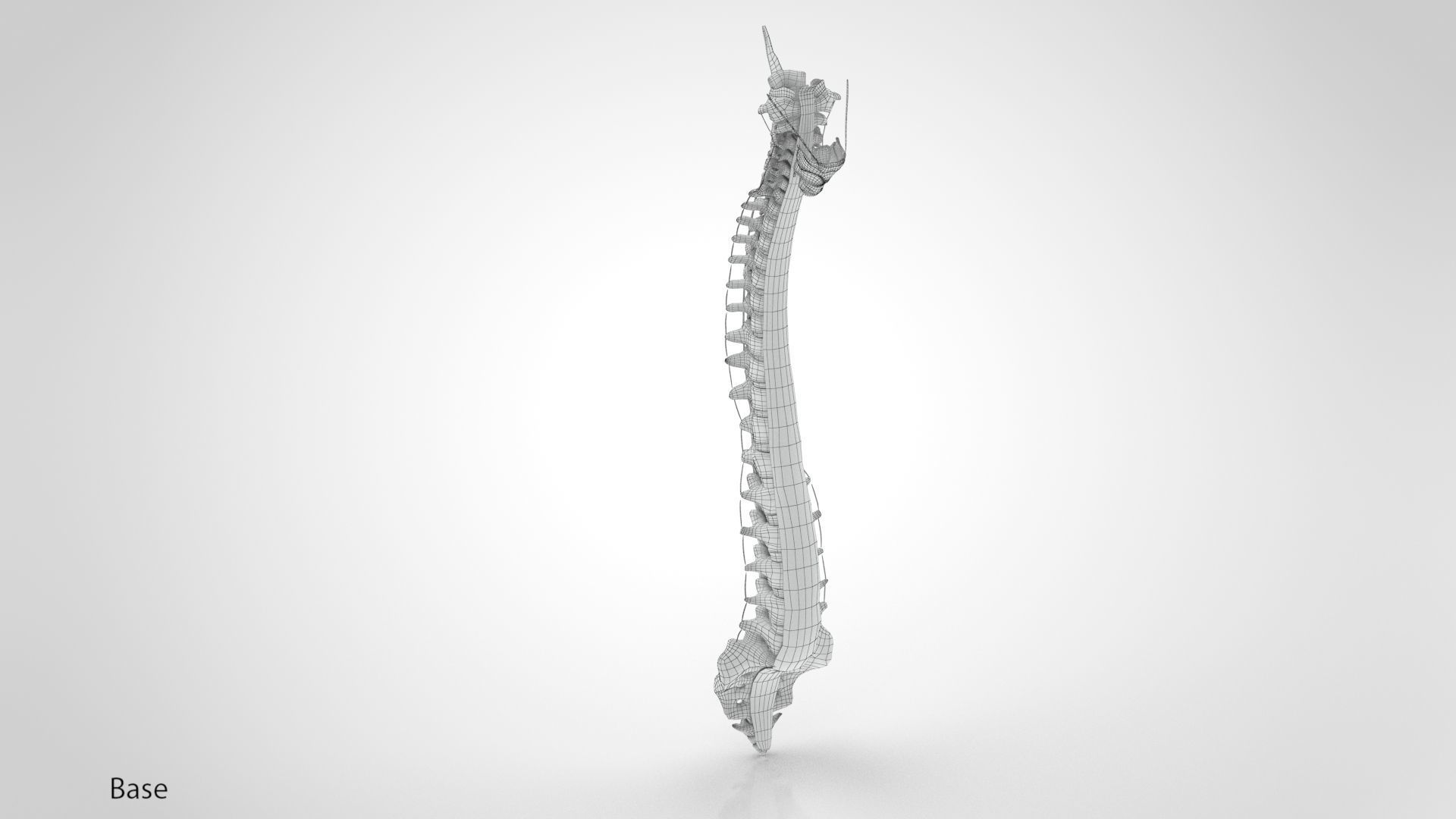 Vertebral Column Anatomy 3D model_12