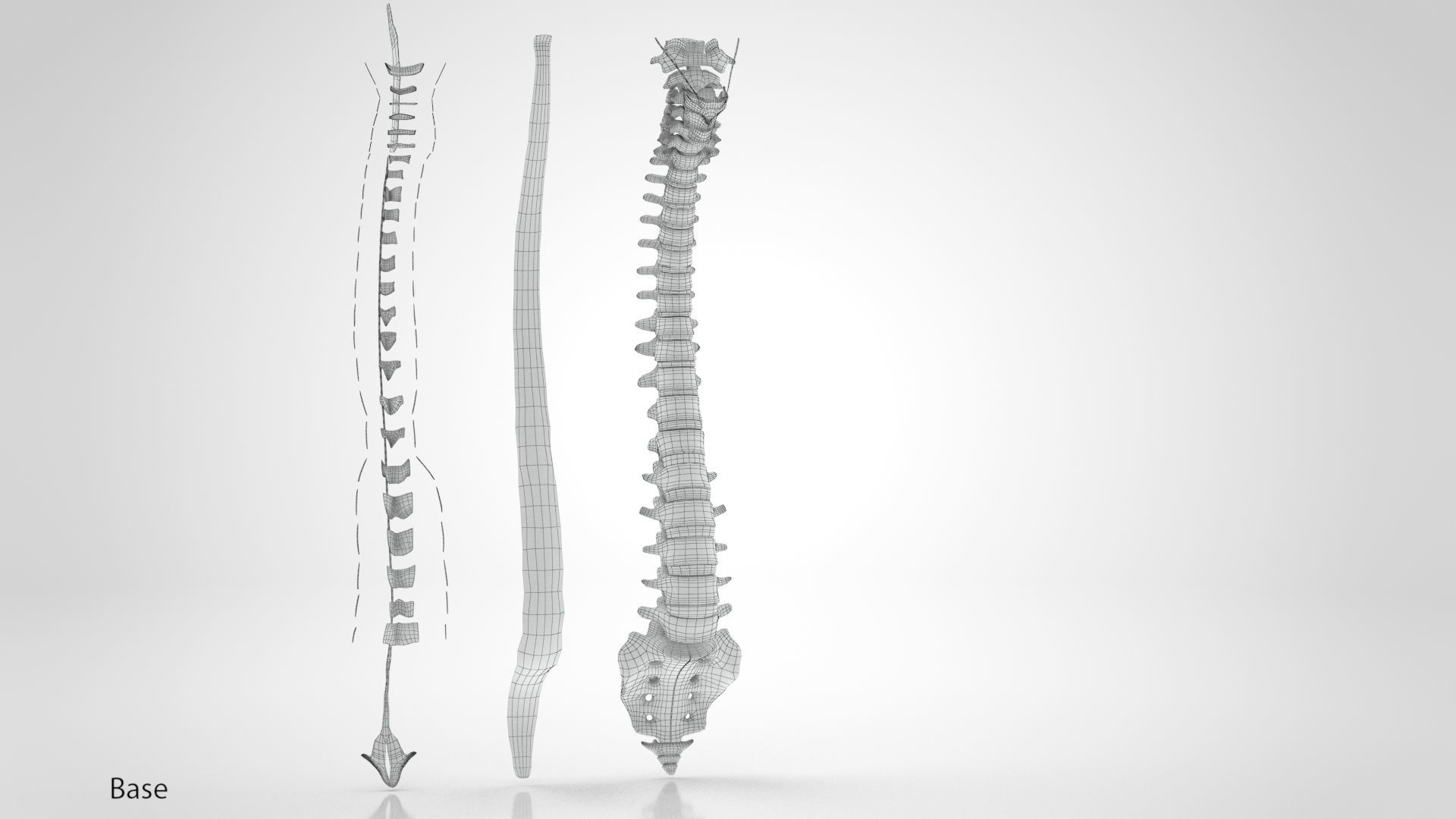 Vertebral Column Anatomy 3D model_20
