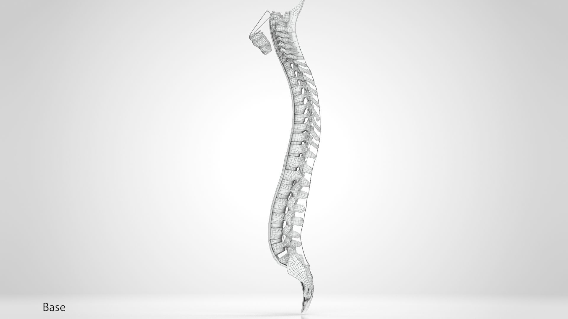 Vertebral Column Anatomy 3D model_18