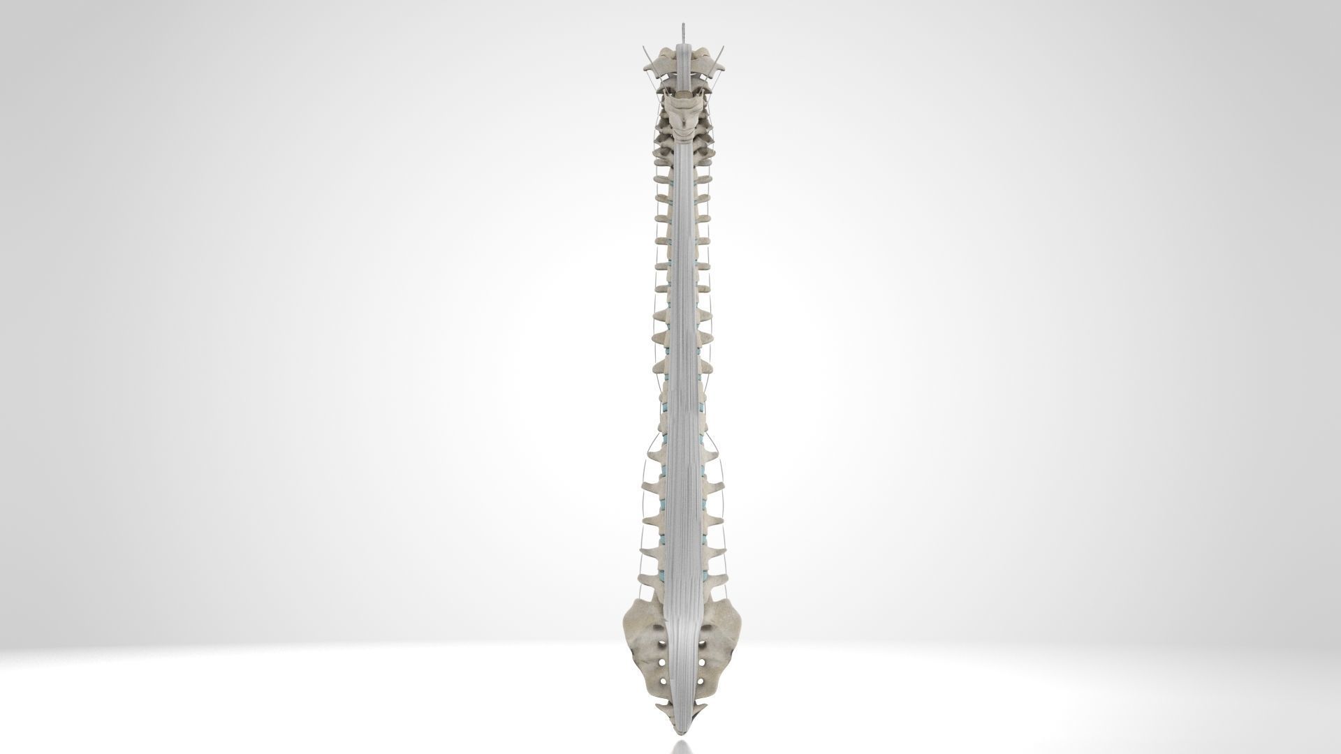 Vertebral Column Anatomy 3D model_6