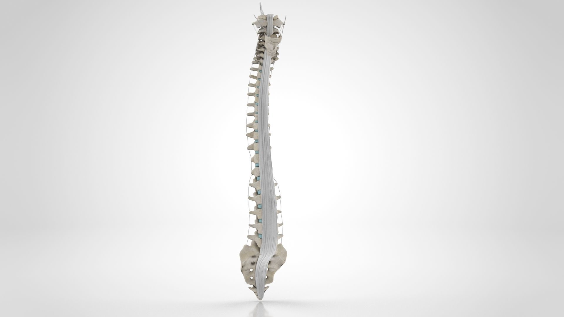 Vertebral Column Anatomy 3D model_11