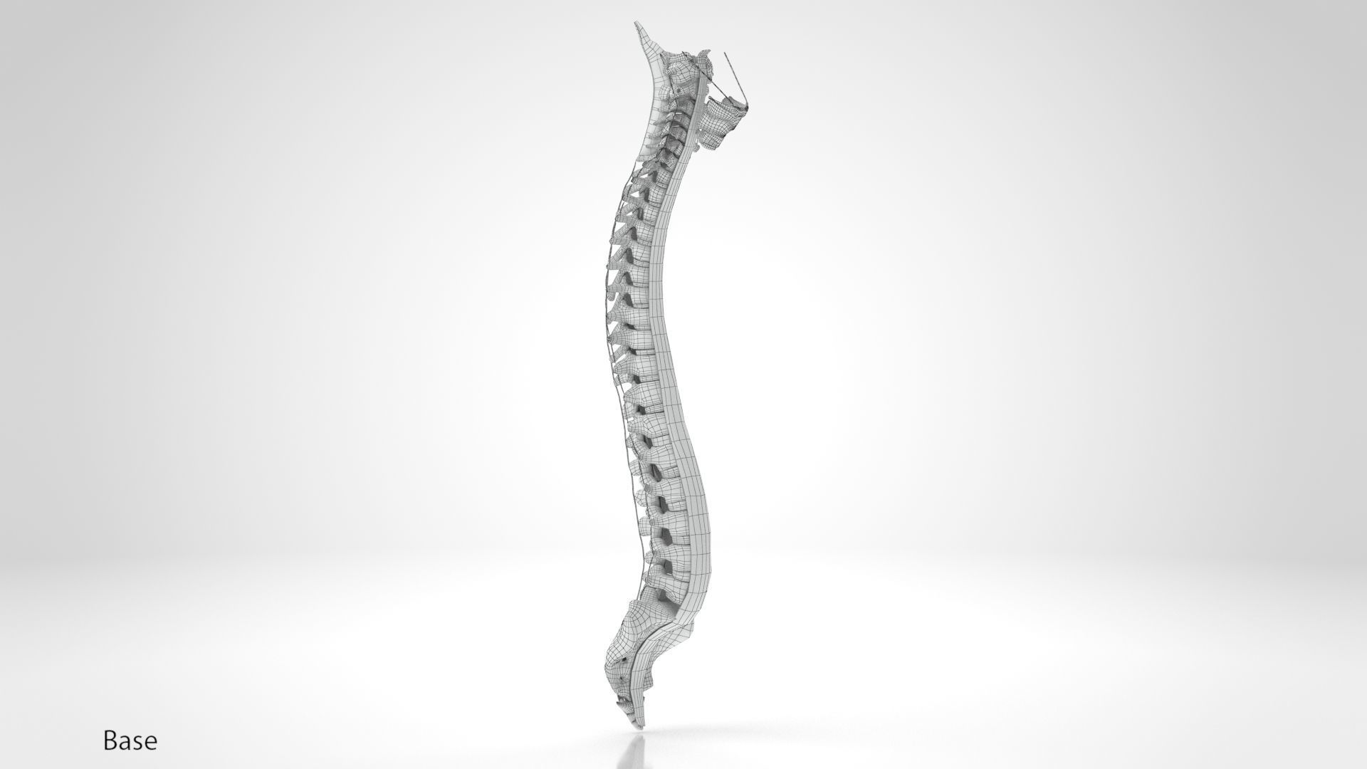 Vertebral Column Anatomy 3D model_13
