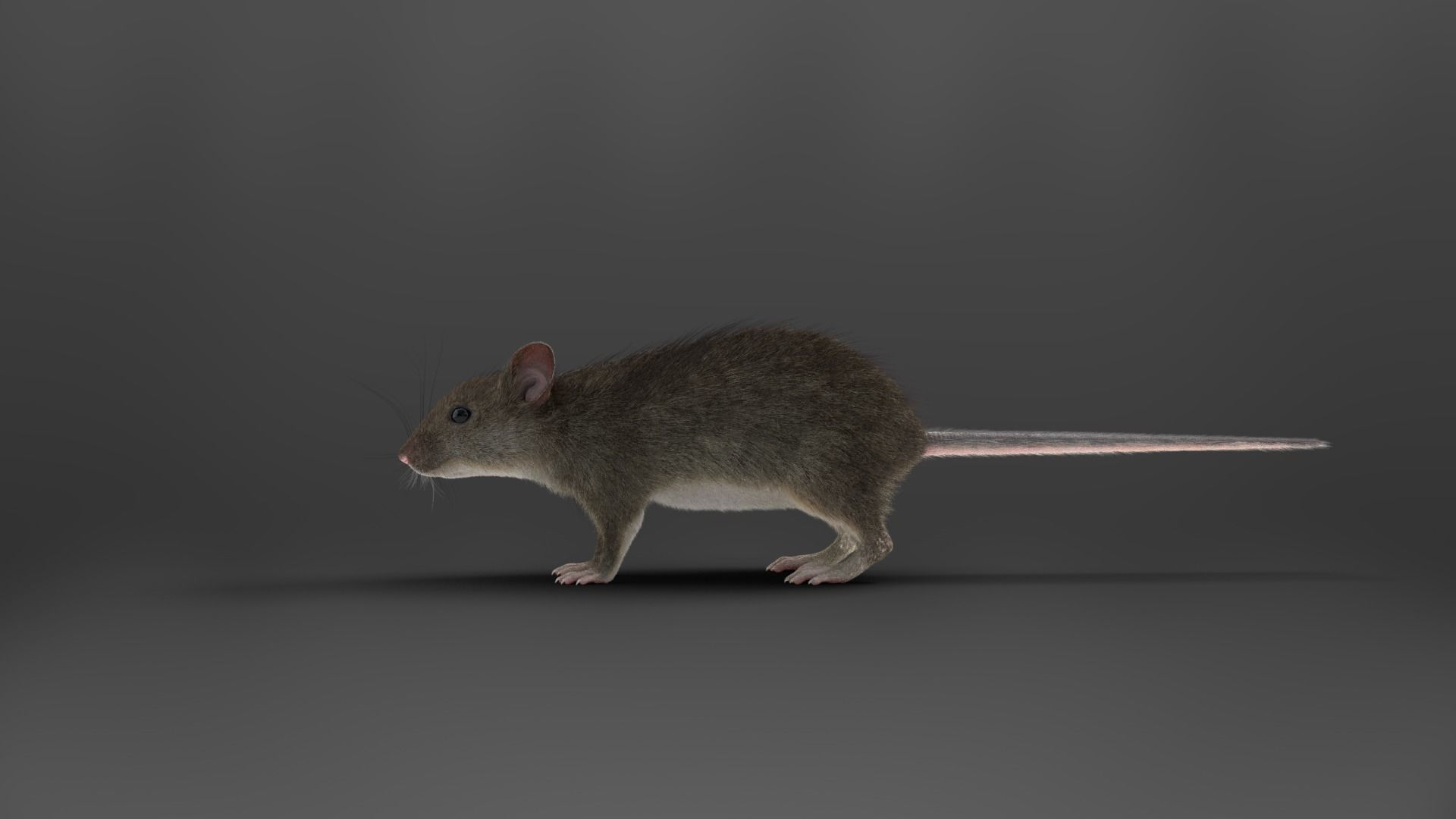 Rat Mouse Animated  VFX Grace 3D model_16