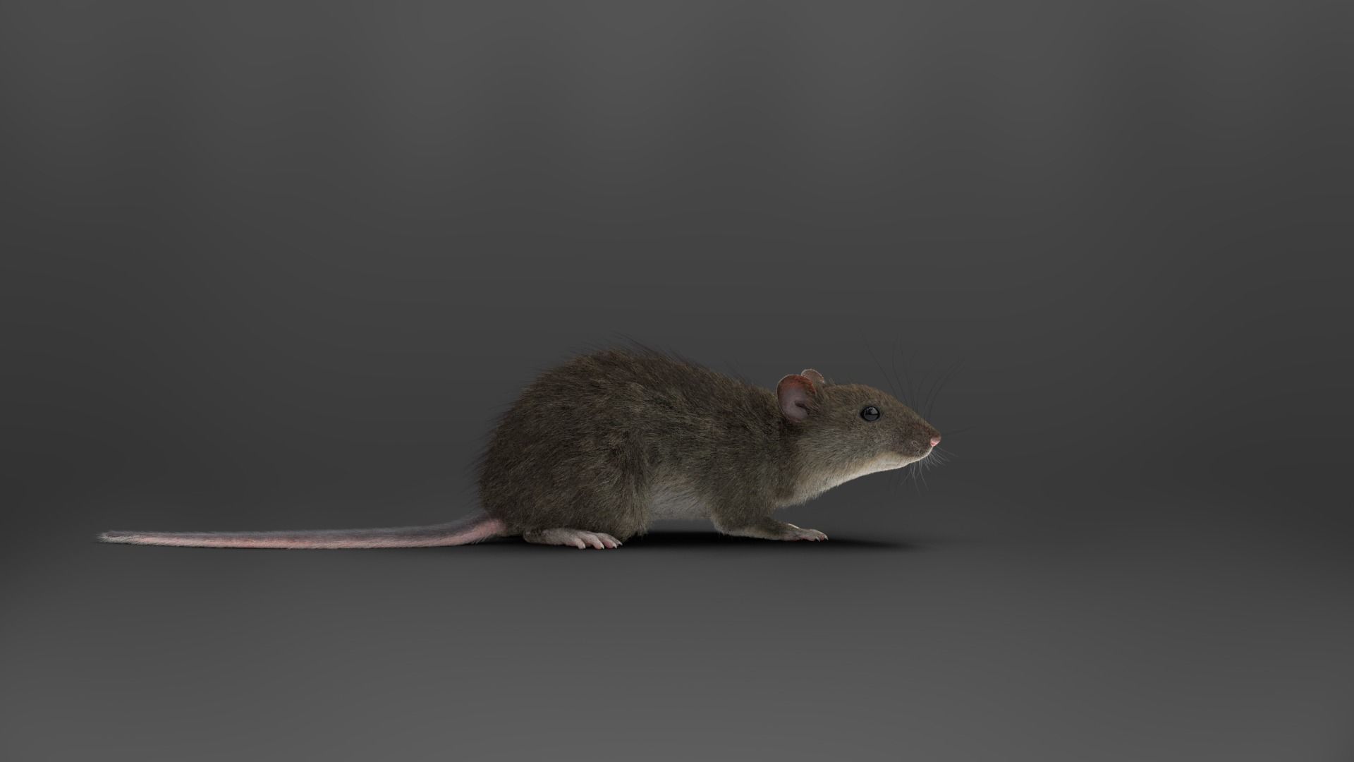Rat Mouse Animated  VFX Grace 3D model_15