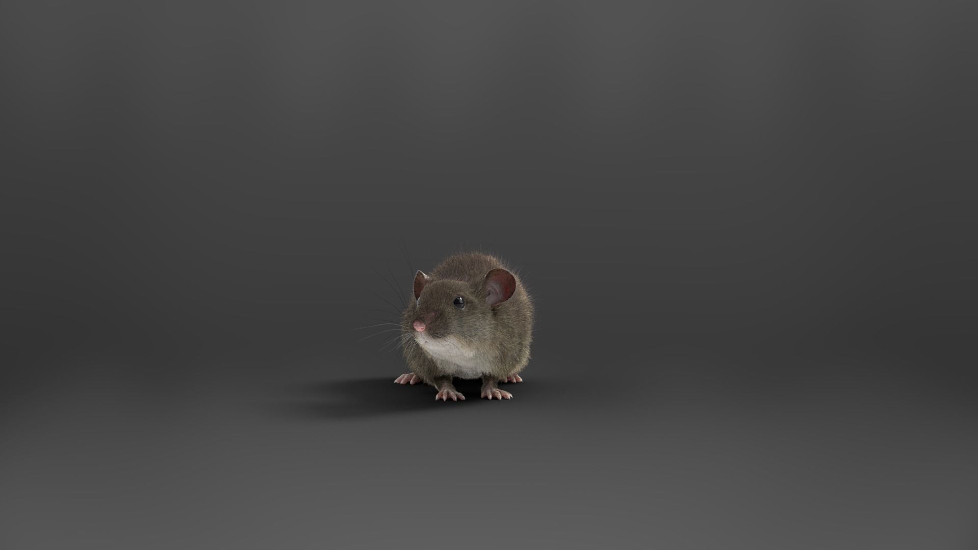 Rat Mouse Animated  VFX Grace 3D model_13
