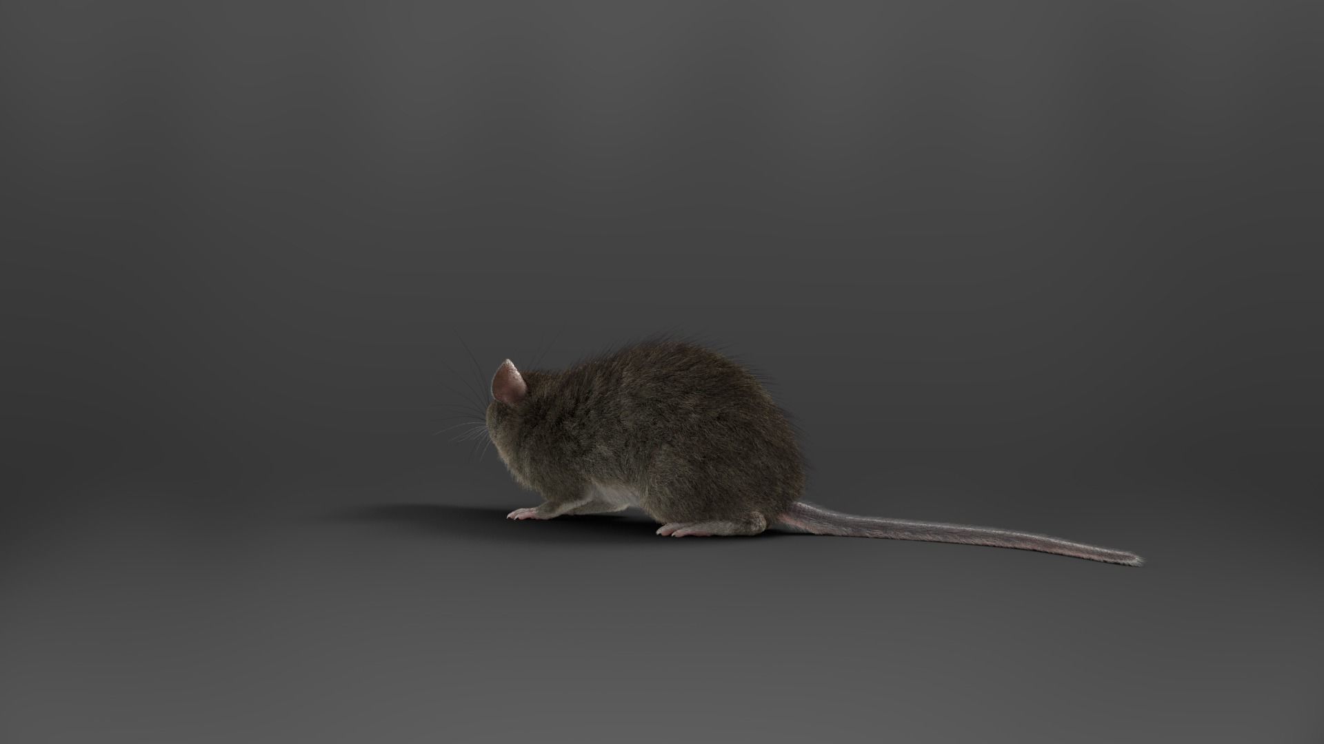Rat Mouse Animated  VFX Grace 3D model_14