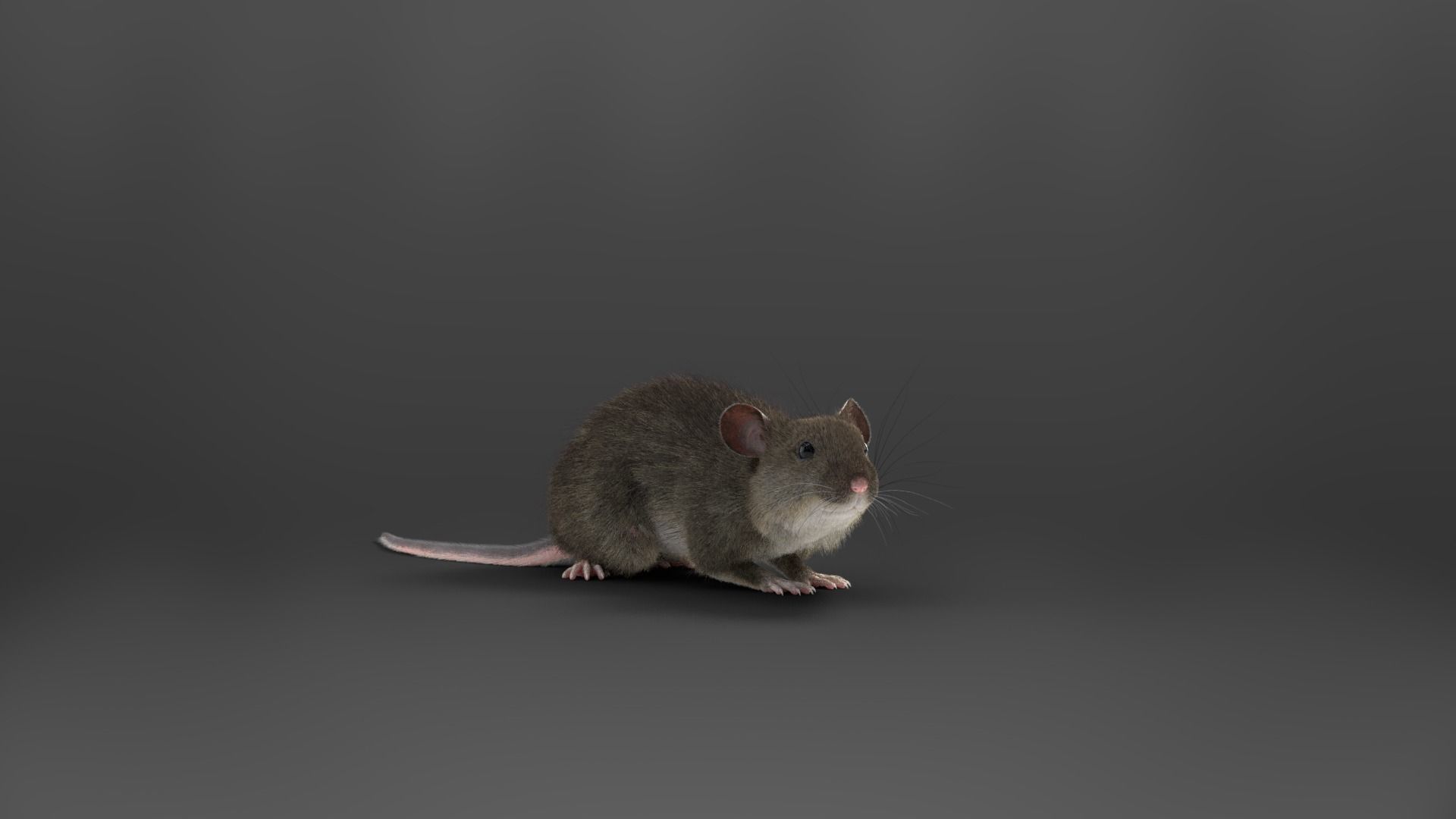 Rat Mouse Animated  VFX Grace 3D model_12