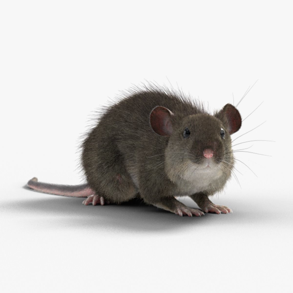 Rat Mouse Animated  VFX Grace 3D model_9