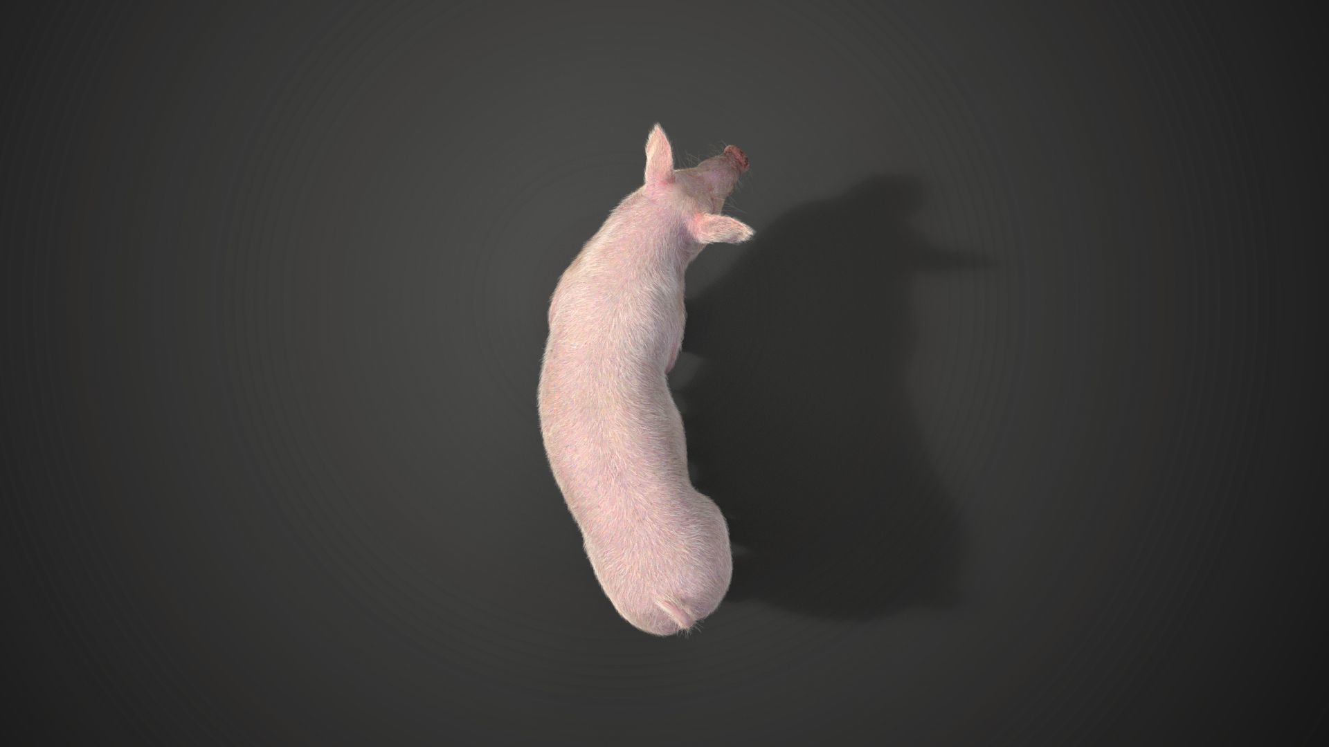 Female Pig Rigged VFX Grace 3D model_7