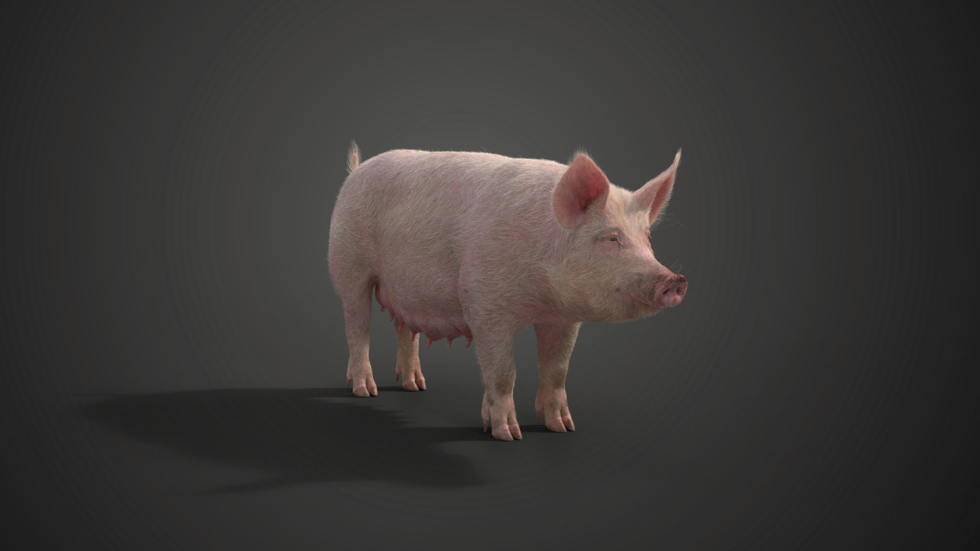 Female Pig Rigged VFX Grace 3D model_3