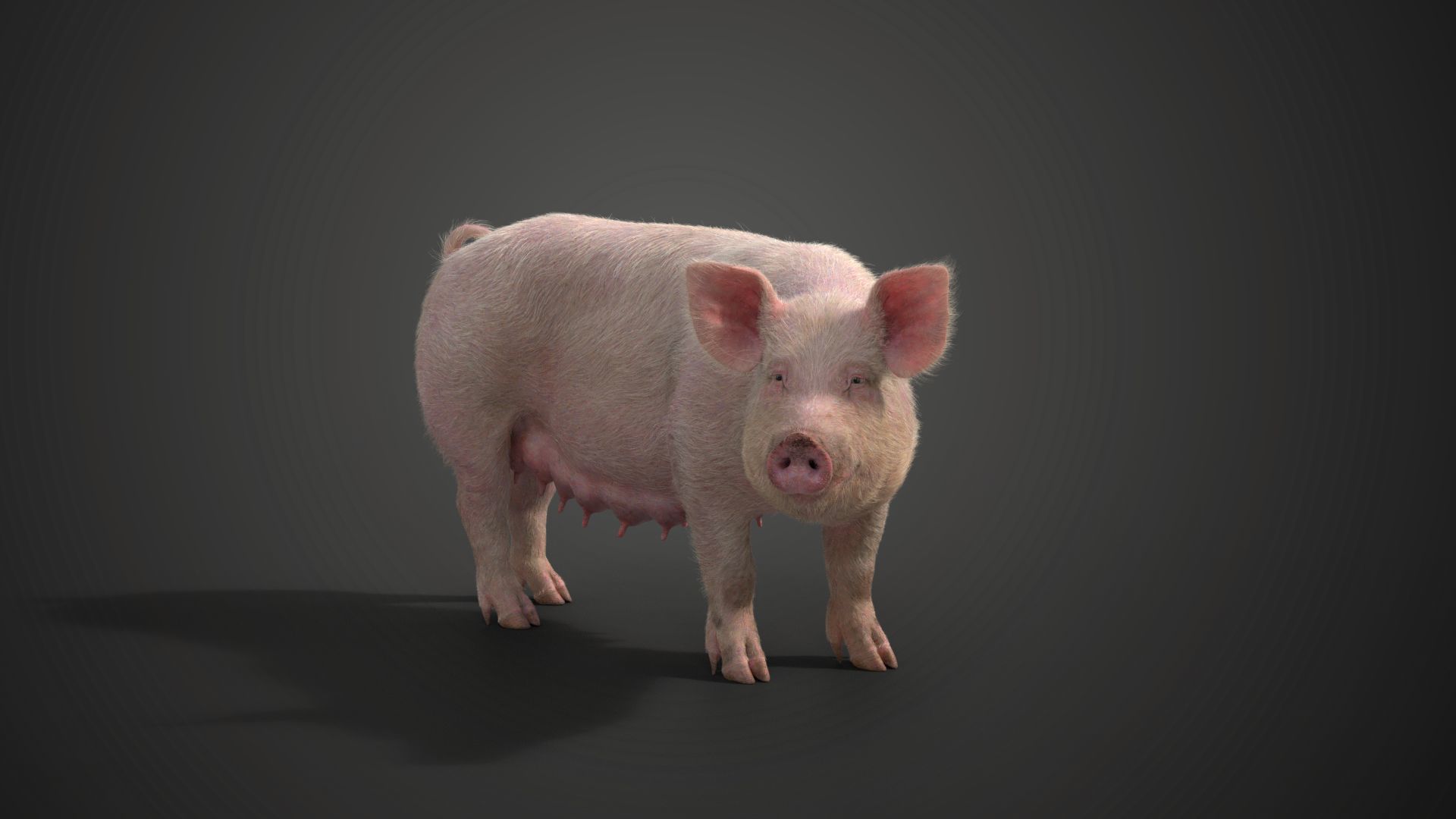 Female Pig Rigged VFX Grace 3D model_2
