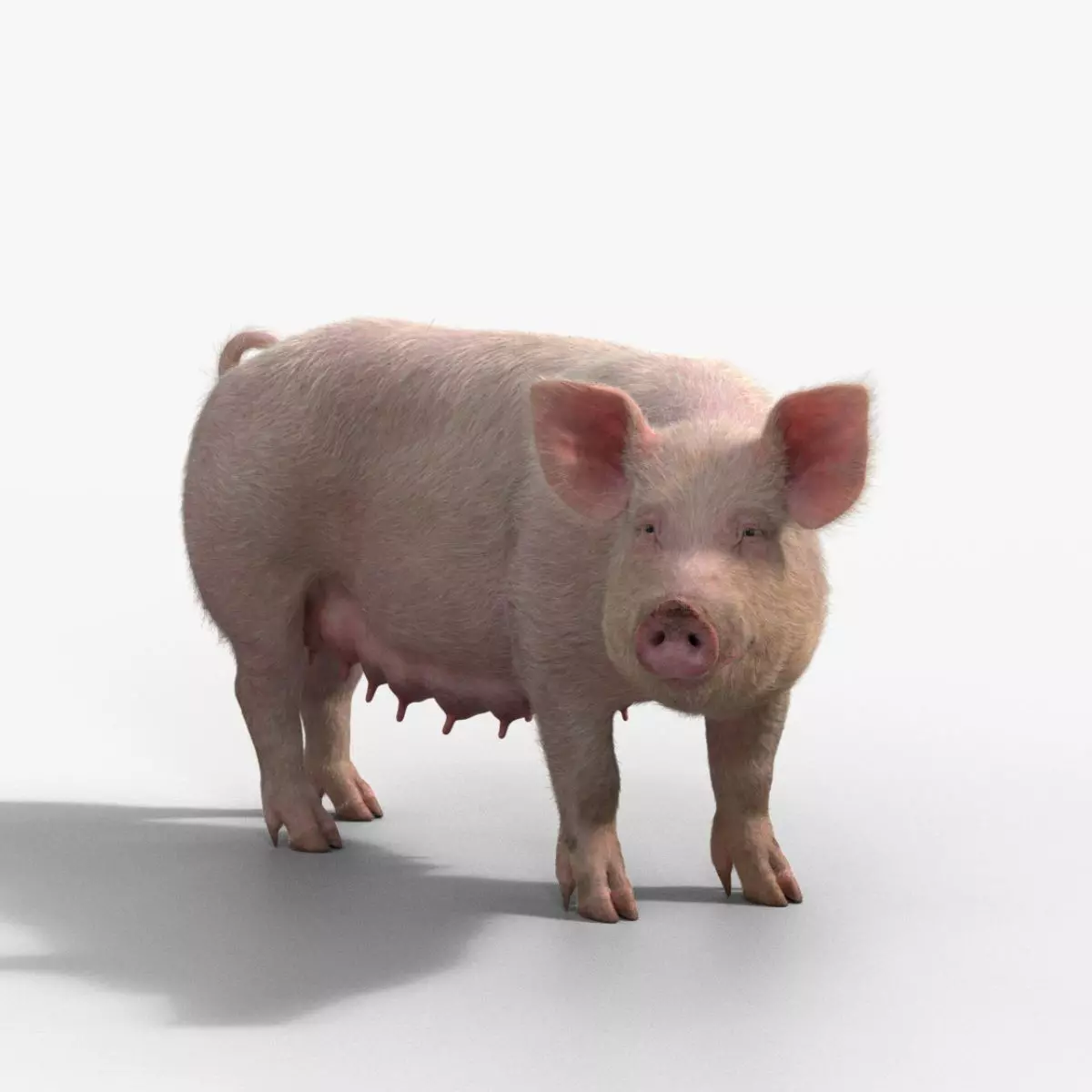 Female Pig Rigged VFX Grace 3D model_0