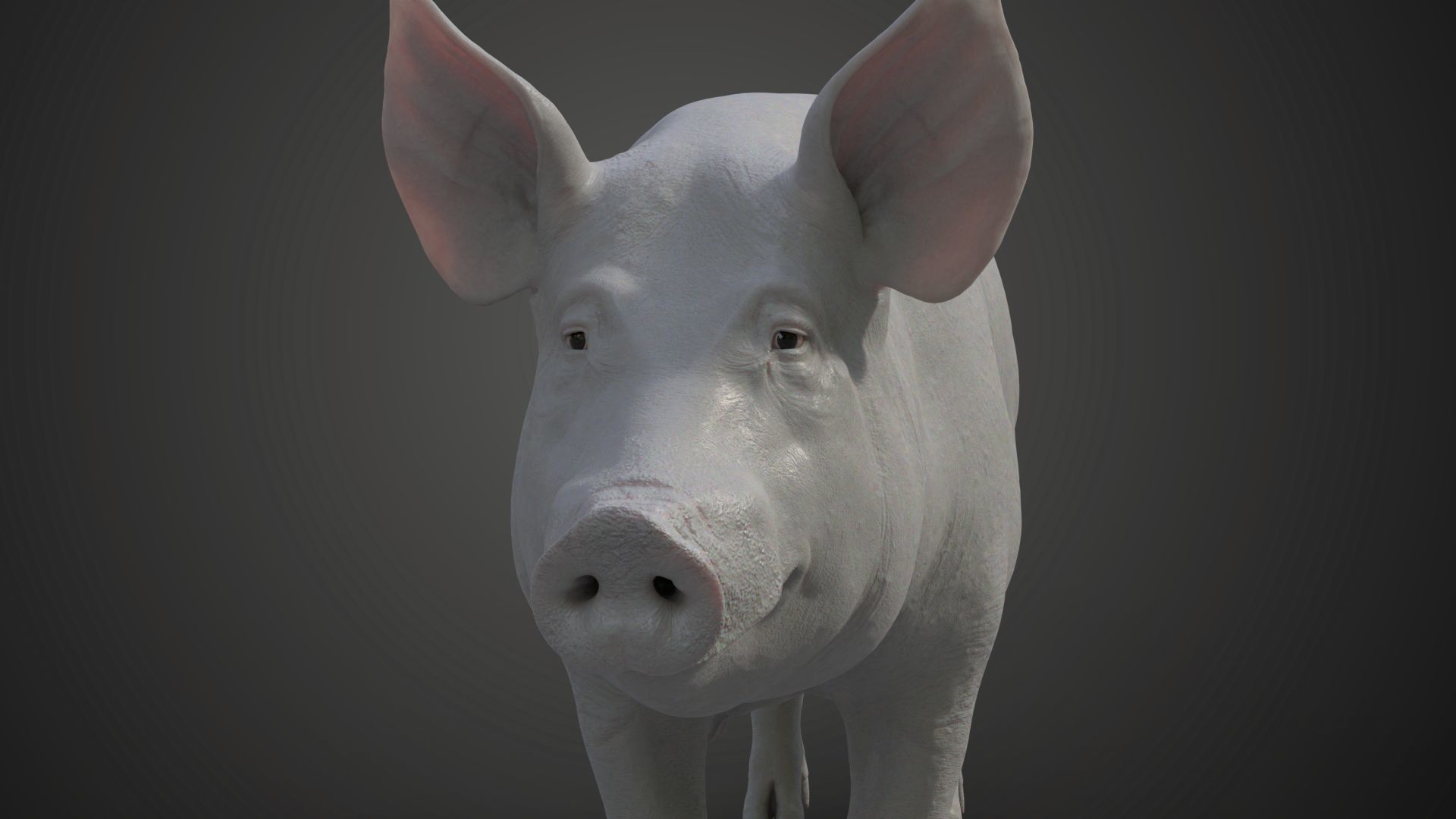 Female Pig Rigged VFX Grace 3D model_9