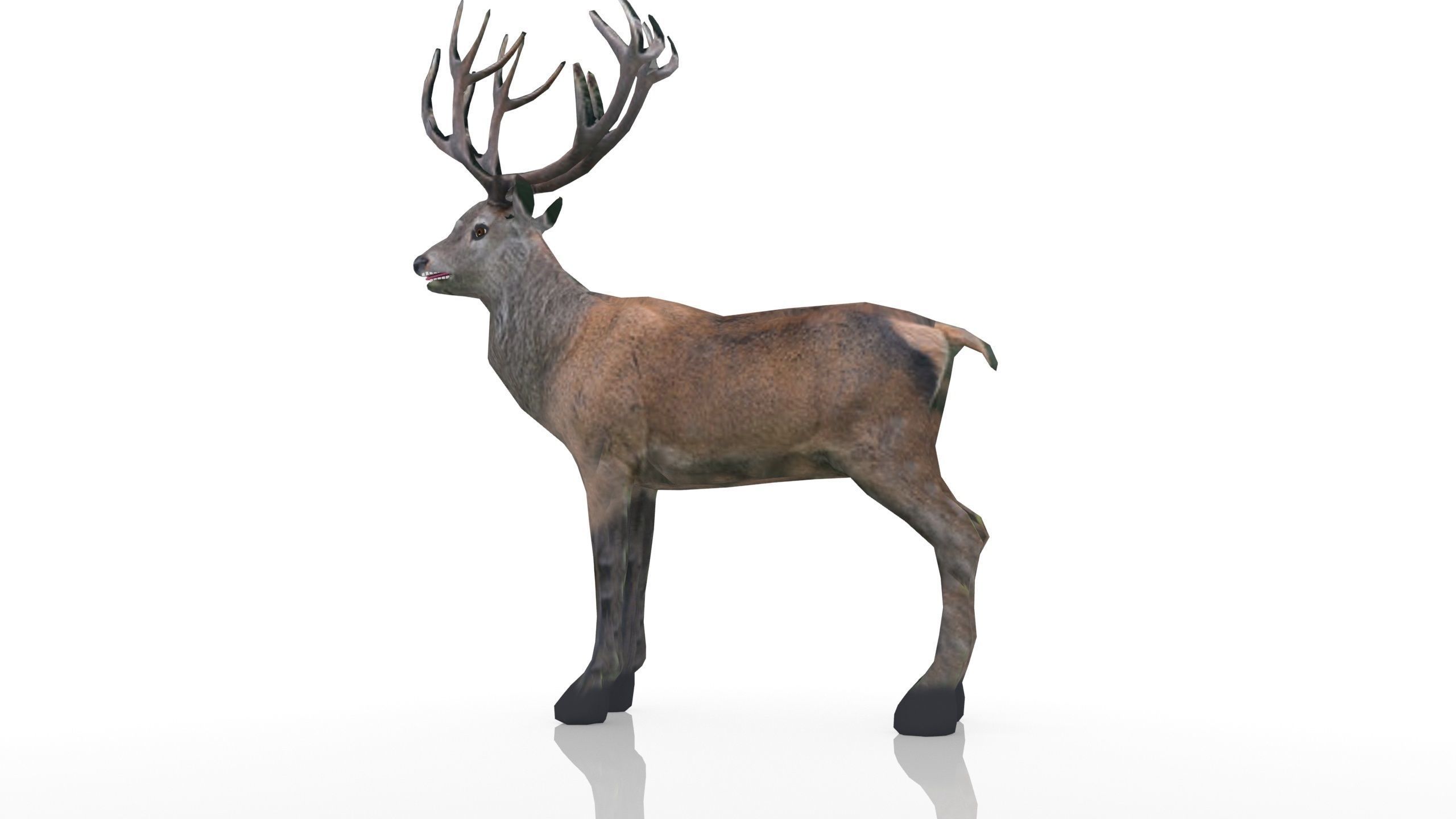 Red Deer Stag Low-poly 3D model_6