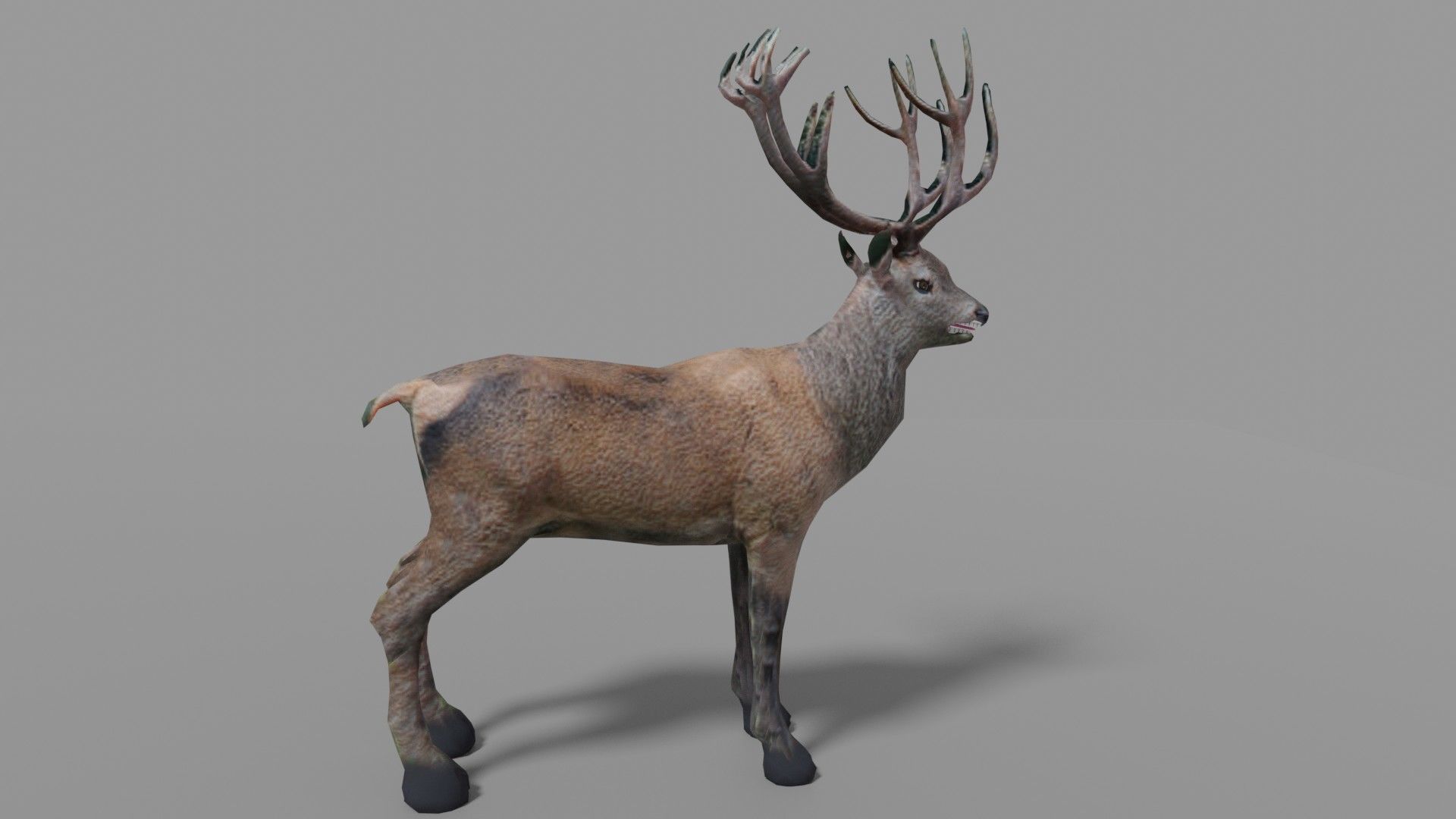 Red Deer Stag Low-poly 3D model_3