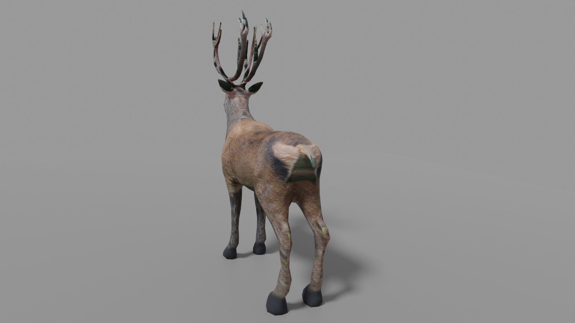 Red Deer Stag Low-poly 3D model_10