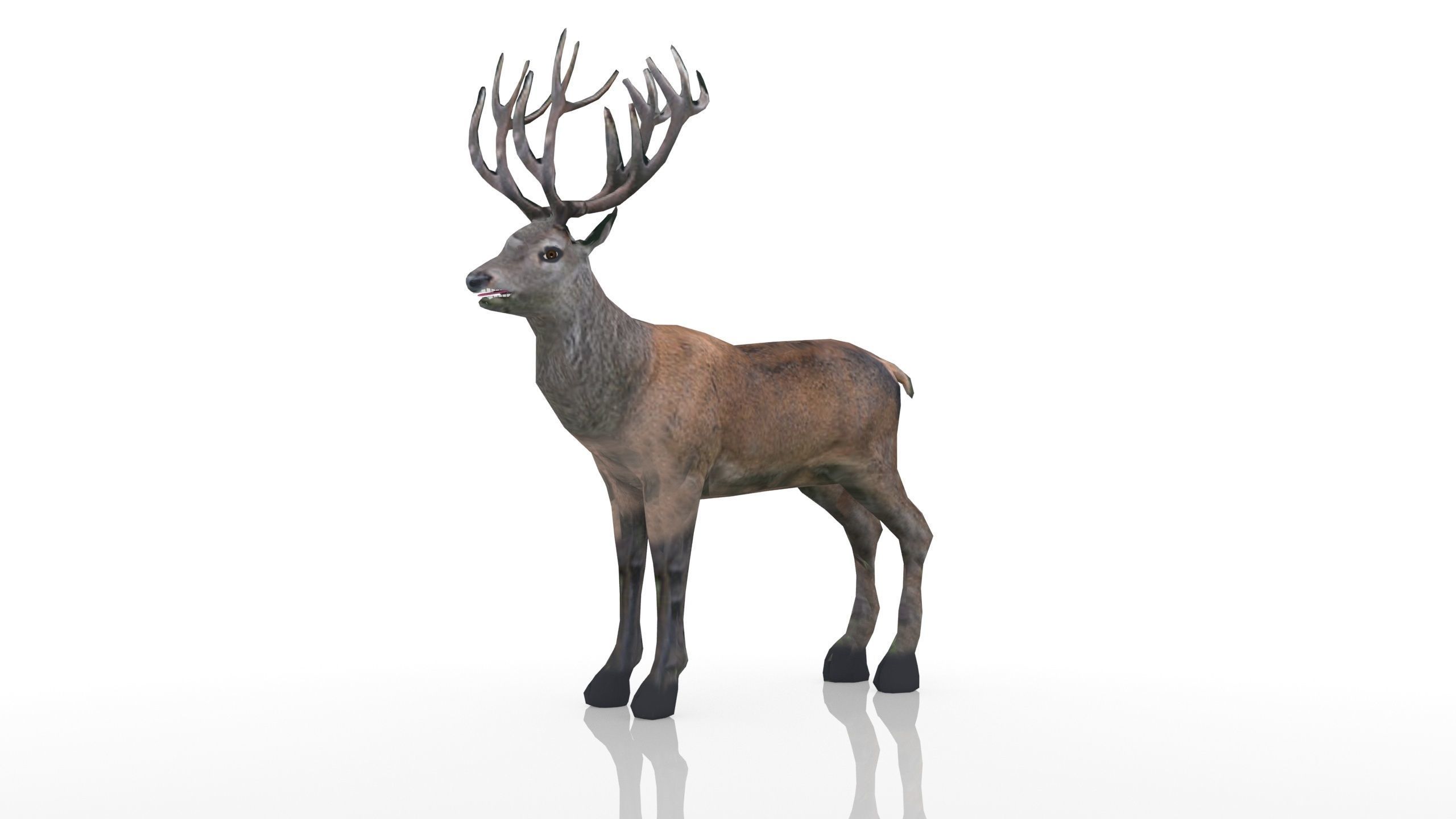 Red Deer Stag Low-poly 3D model_4