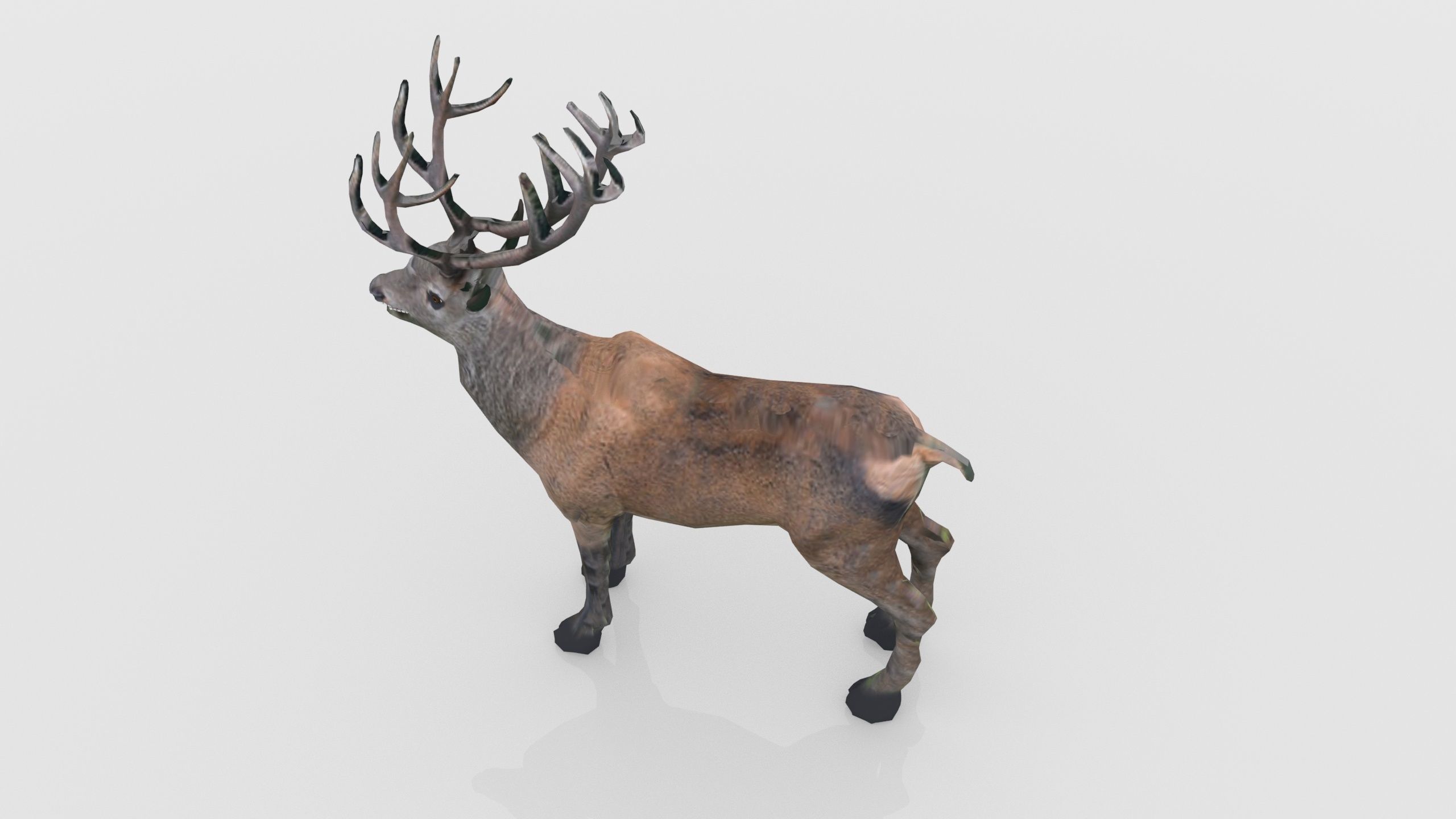 Red Deer Stag Low-poly 3D model_8