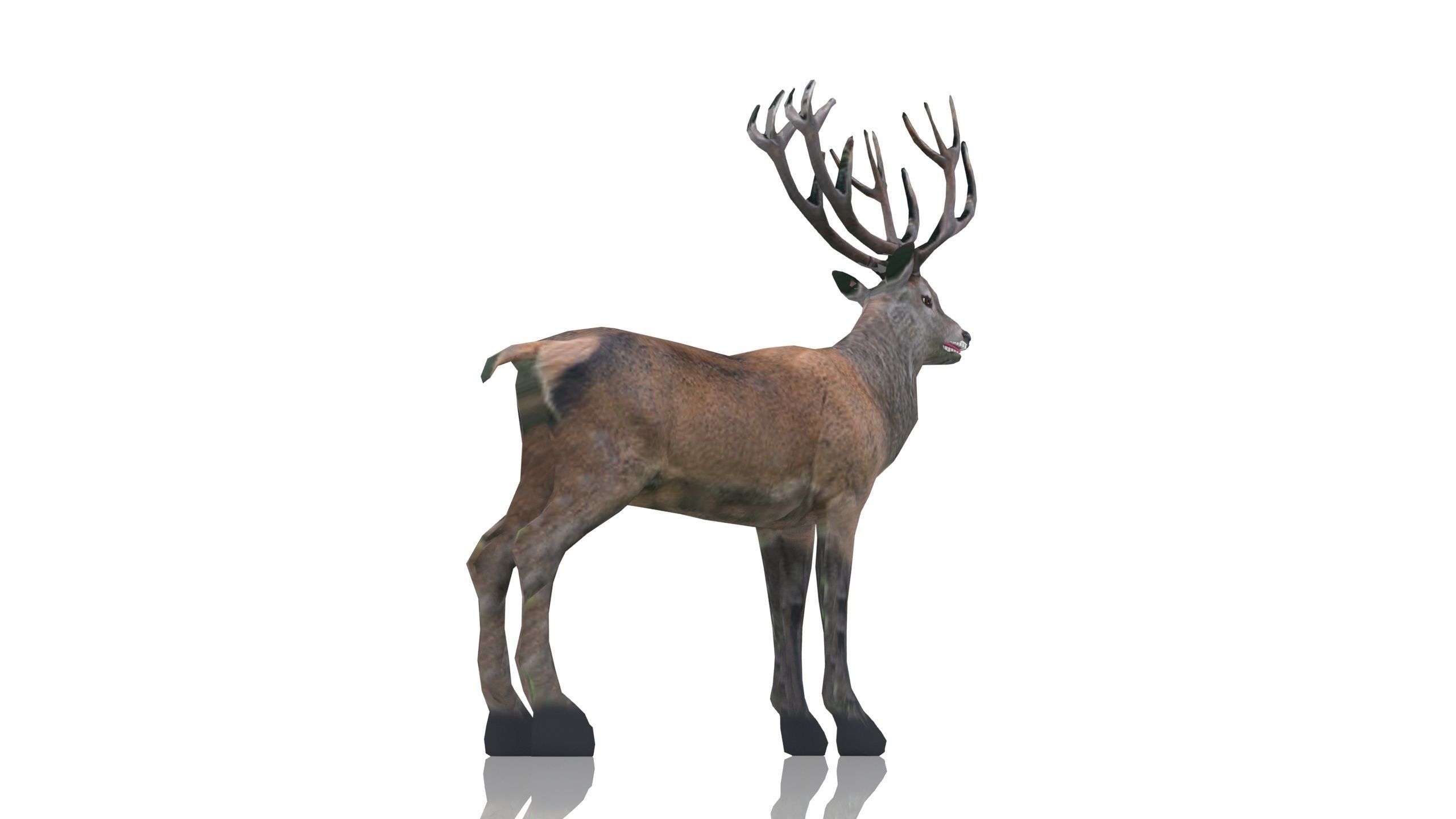 Red Deer Stag Low-poly 3D model_9