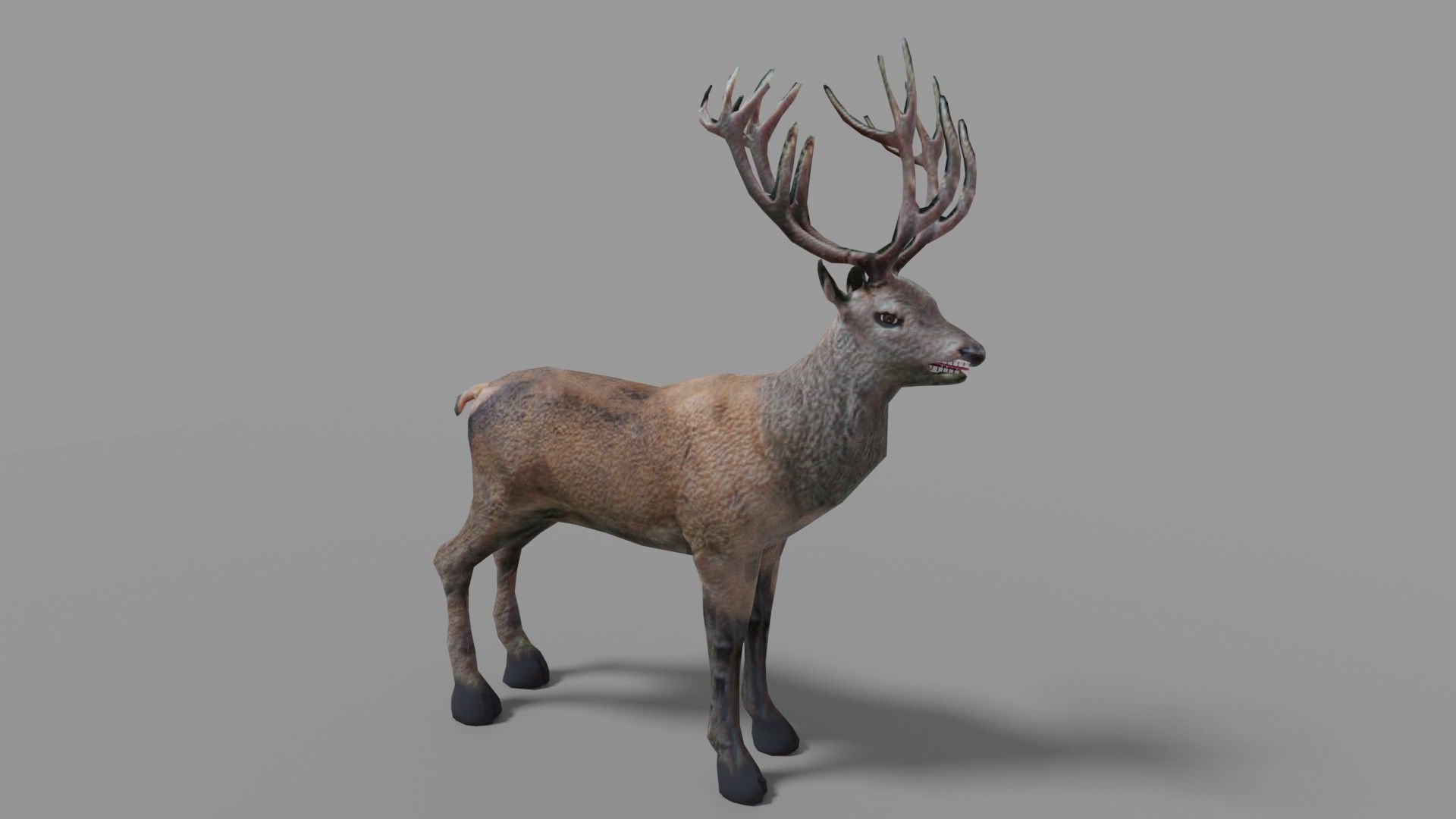 Red Deer Stag Low-poly 3D model_7