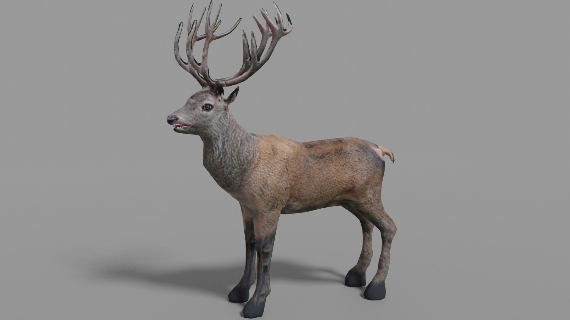 Red Deer Stag Low-poly 3D model_1