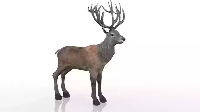 Red Deer Stag Low-poly 3D model