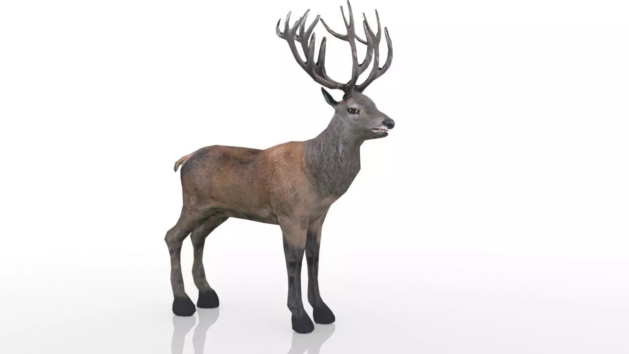 Red Deer Stag Low-poly 3D model_0