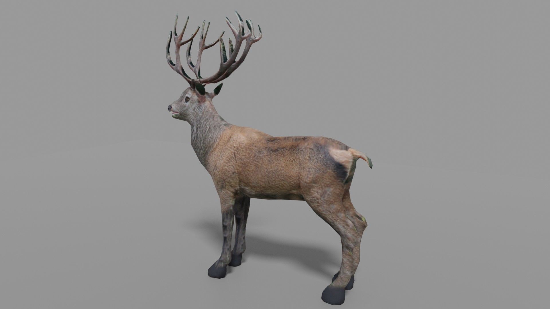 Red Deer Stag Low-poly 3D model_11