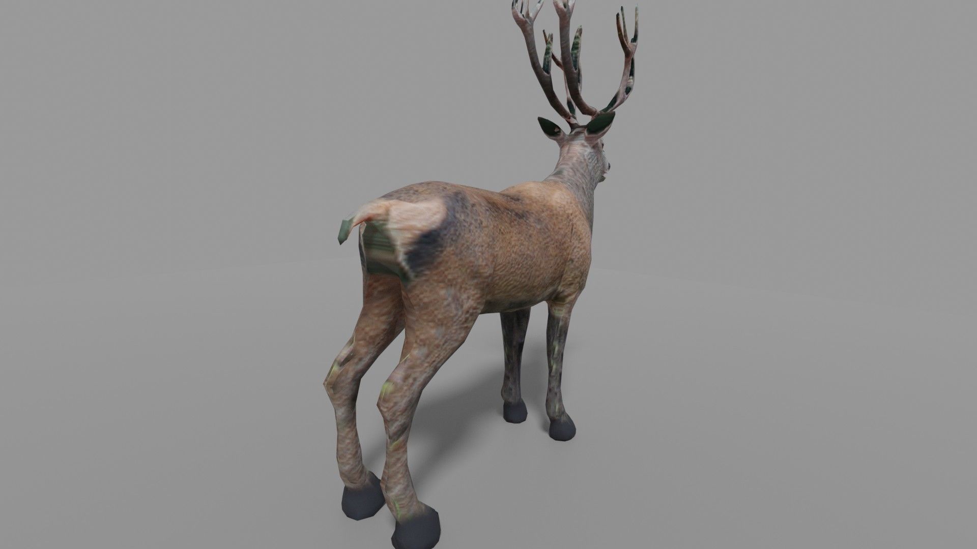 Red Deer Stag Low-poly 3D model_5