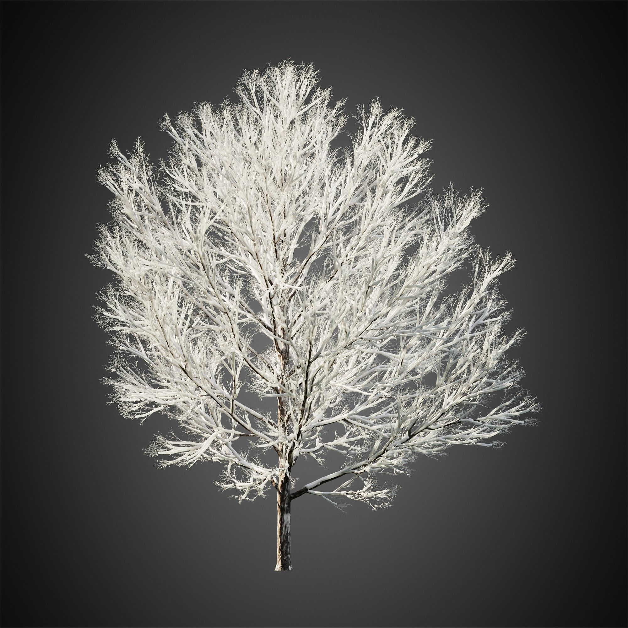 HeliosVegetation vol11 Winter trees  3D model_5