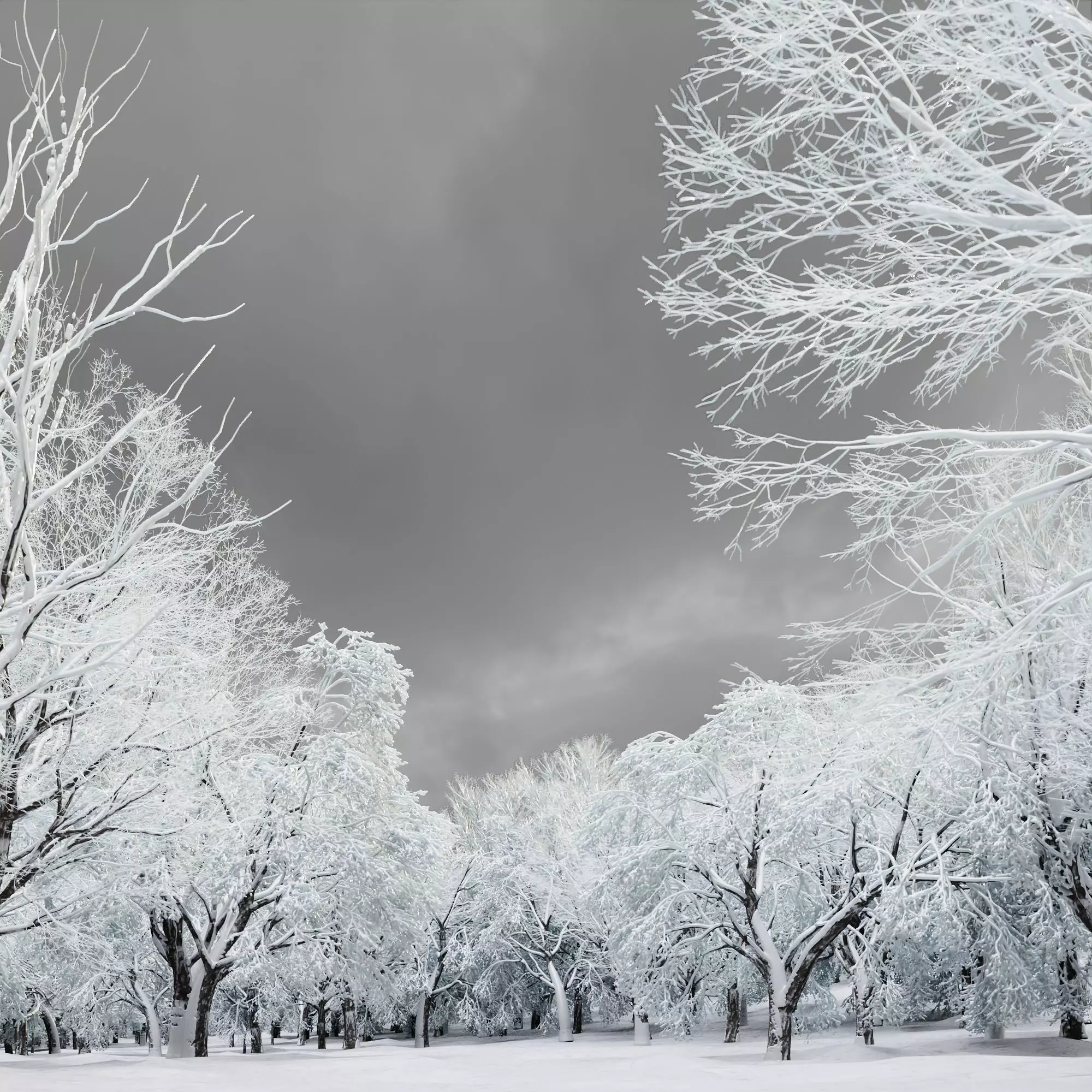 HeliosVegetation vol11 Winter trees  3D model_0