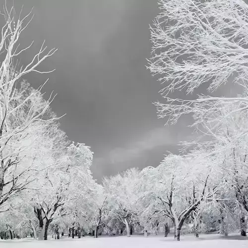 HeliosVegetation vol11 Winter trees  3D model