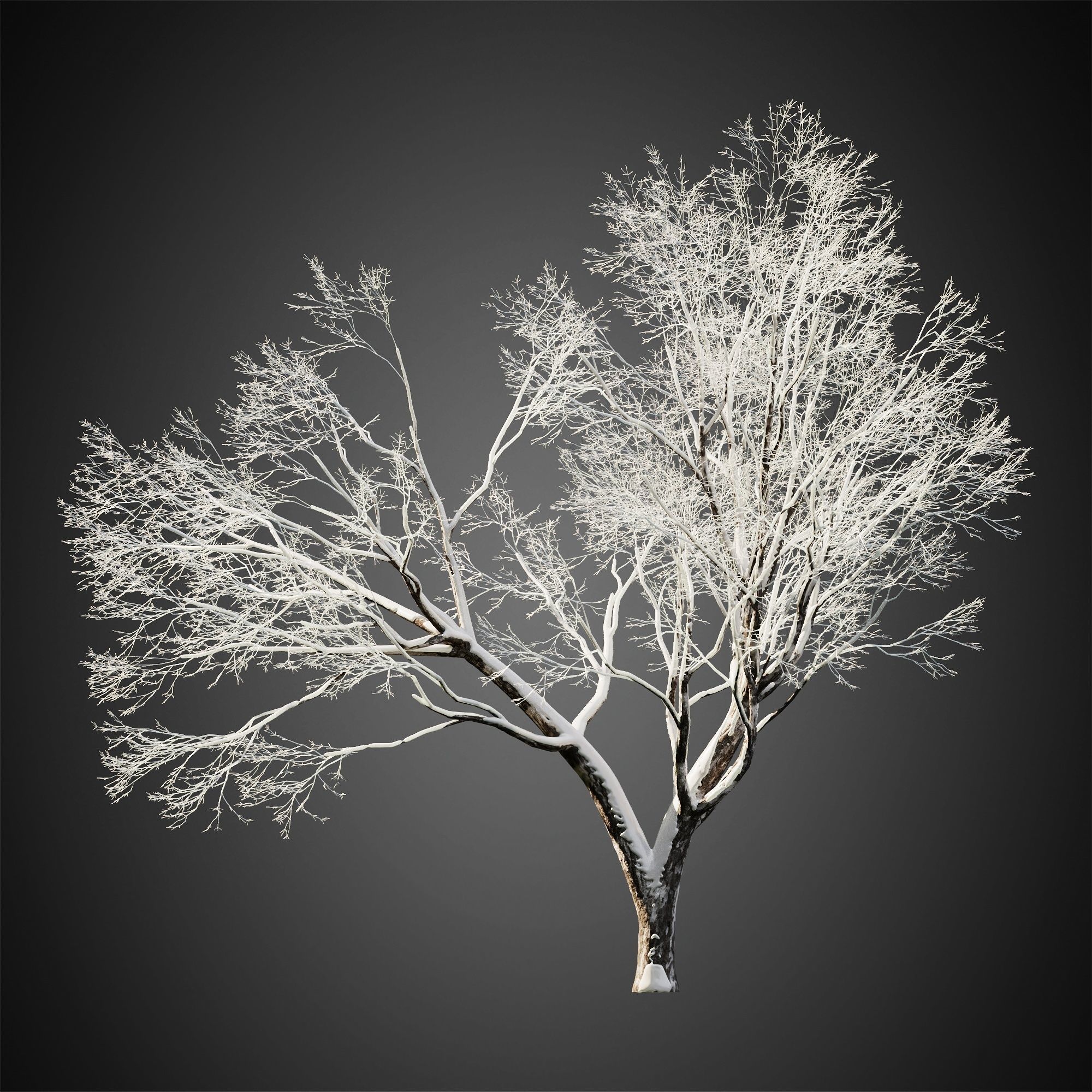 HeliosVegetation vol11 Winter trees  3D model_3