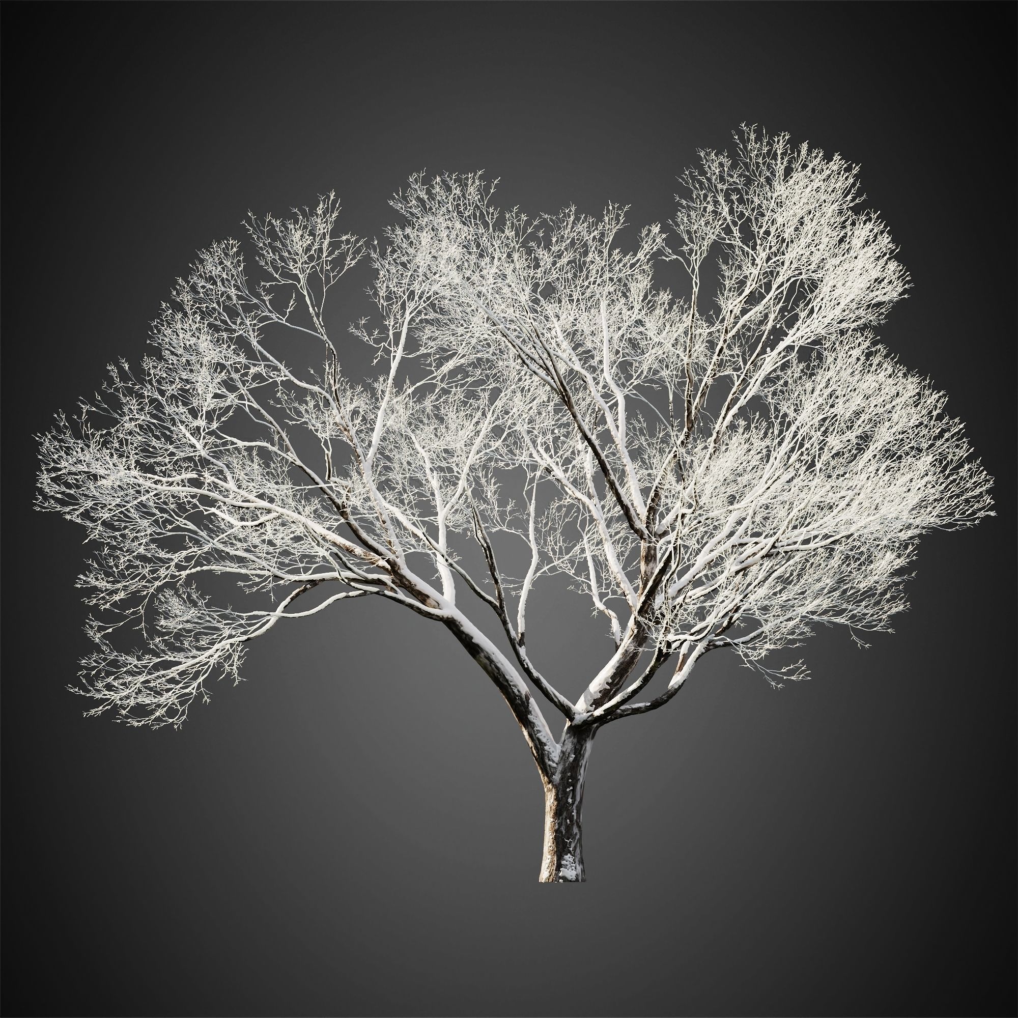 HeliosVegetation vol11 Winter trees  3D model_4