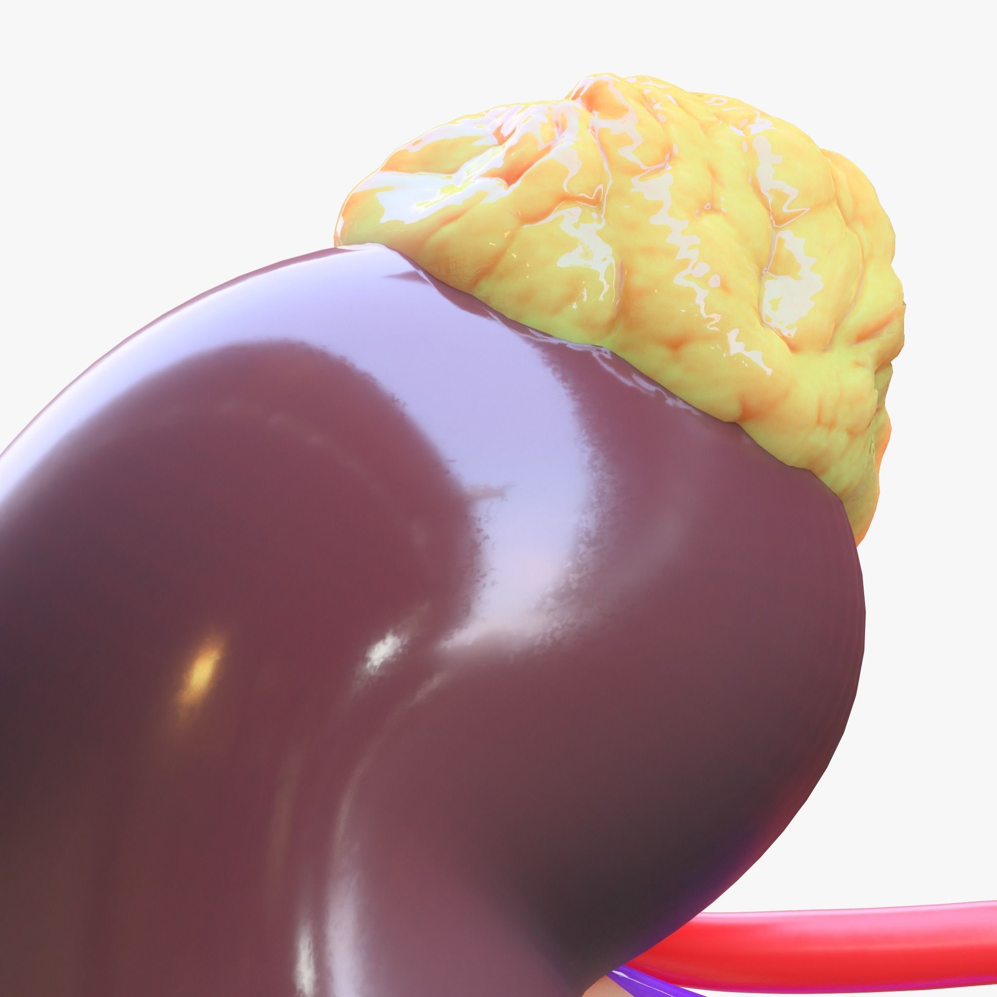 Human Kidney 3D model_4