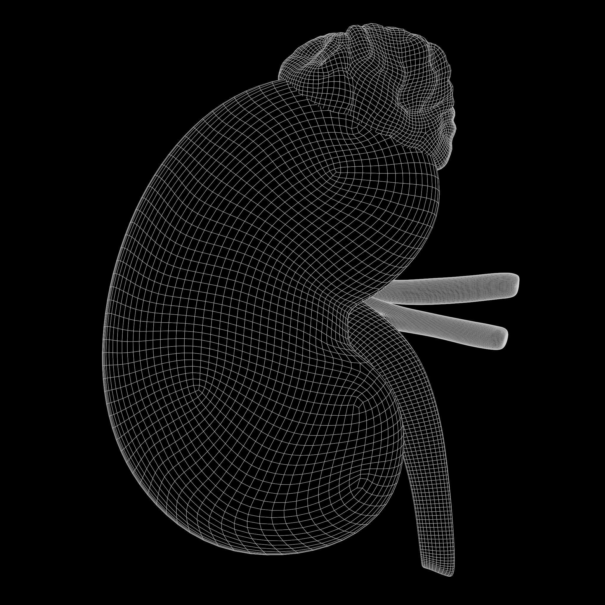 Human Kidney 3D model_8