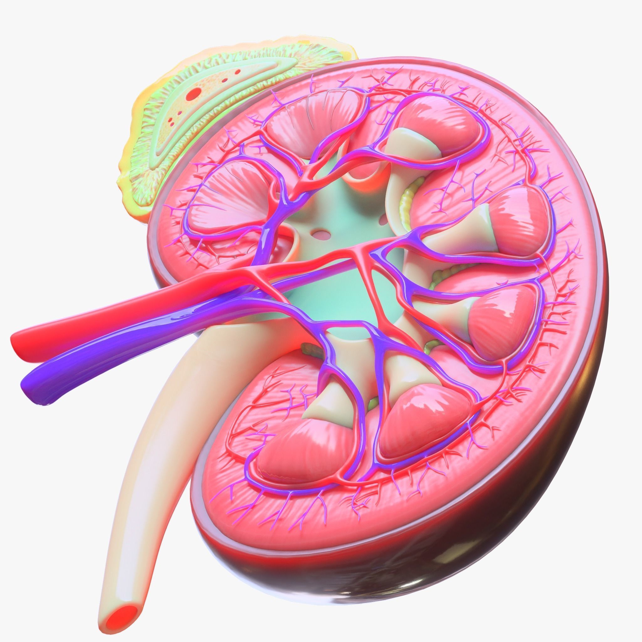 Human Kidney 3D model_5