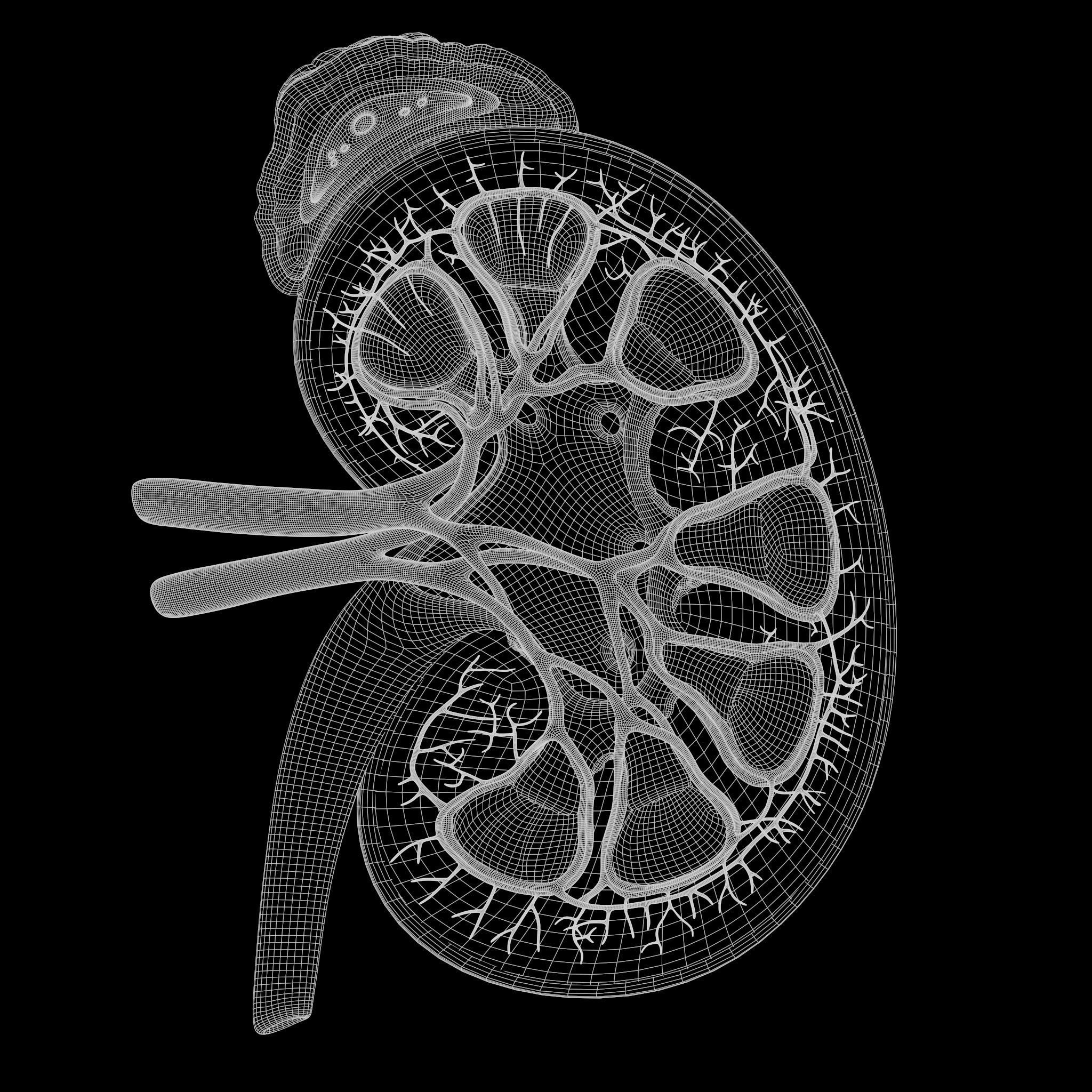 Human Kidney 3D model_7