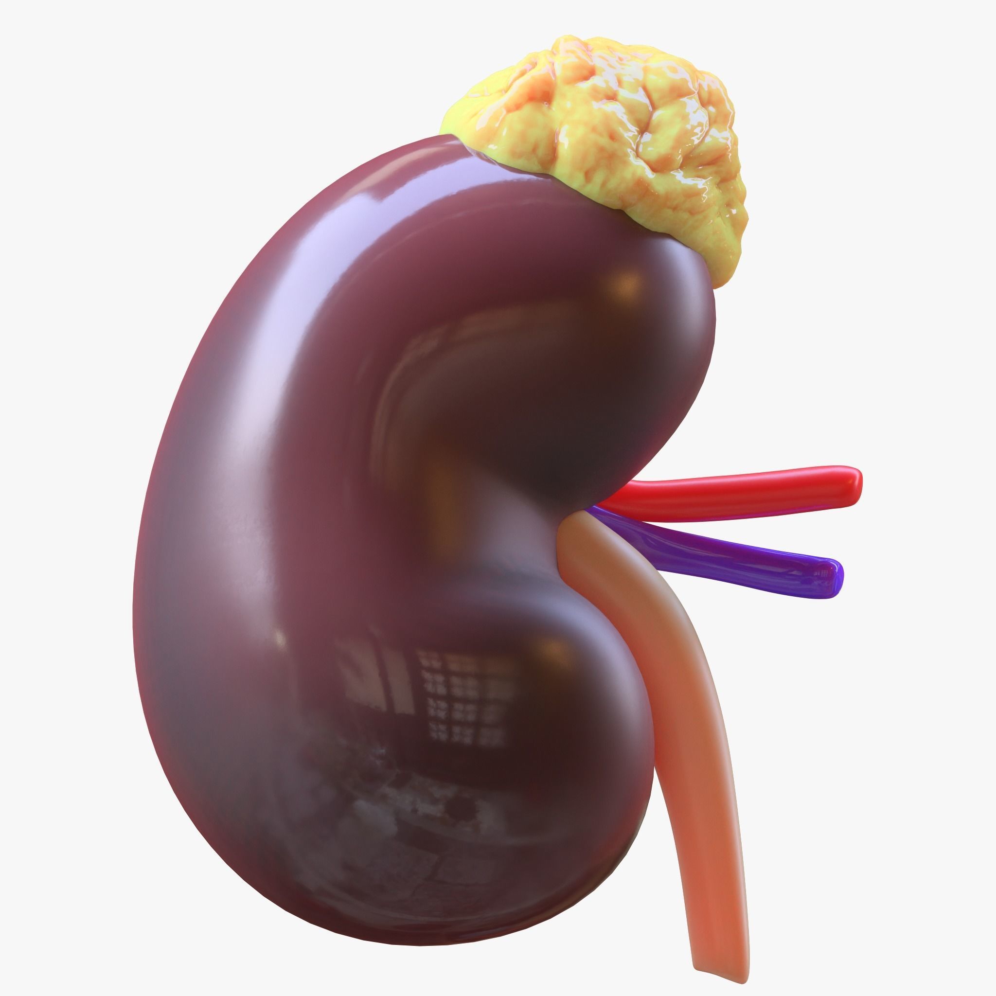 Human Kidney 3D model_3