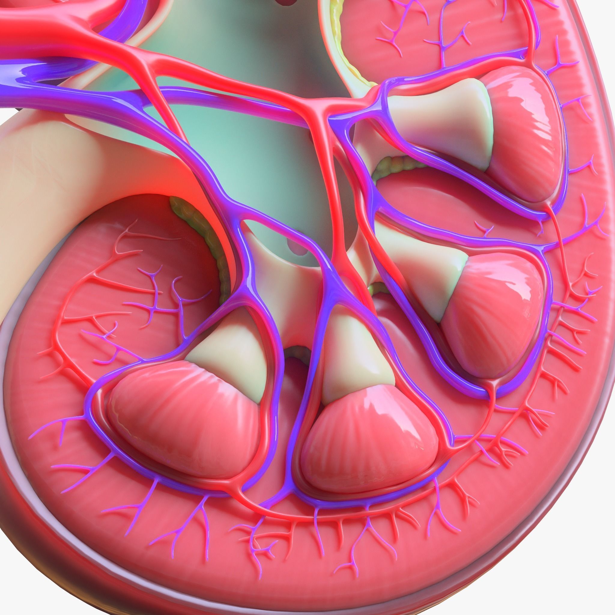 Human Kidney 3D model_6