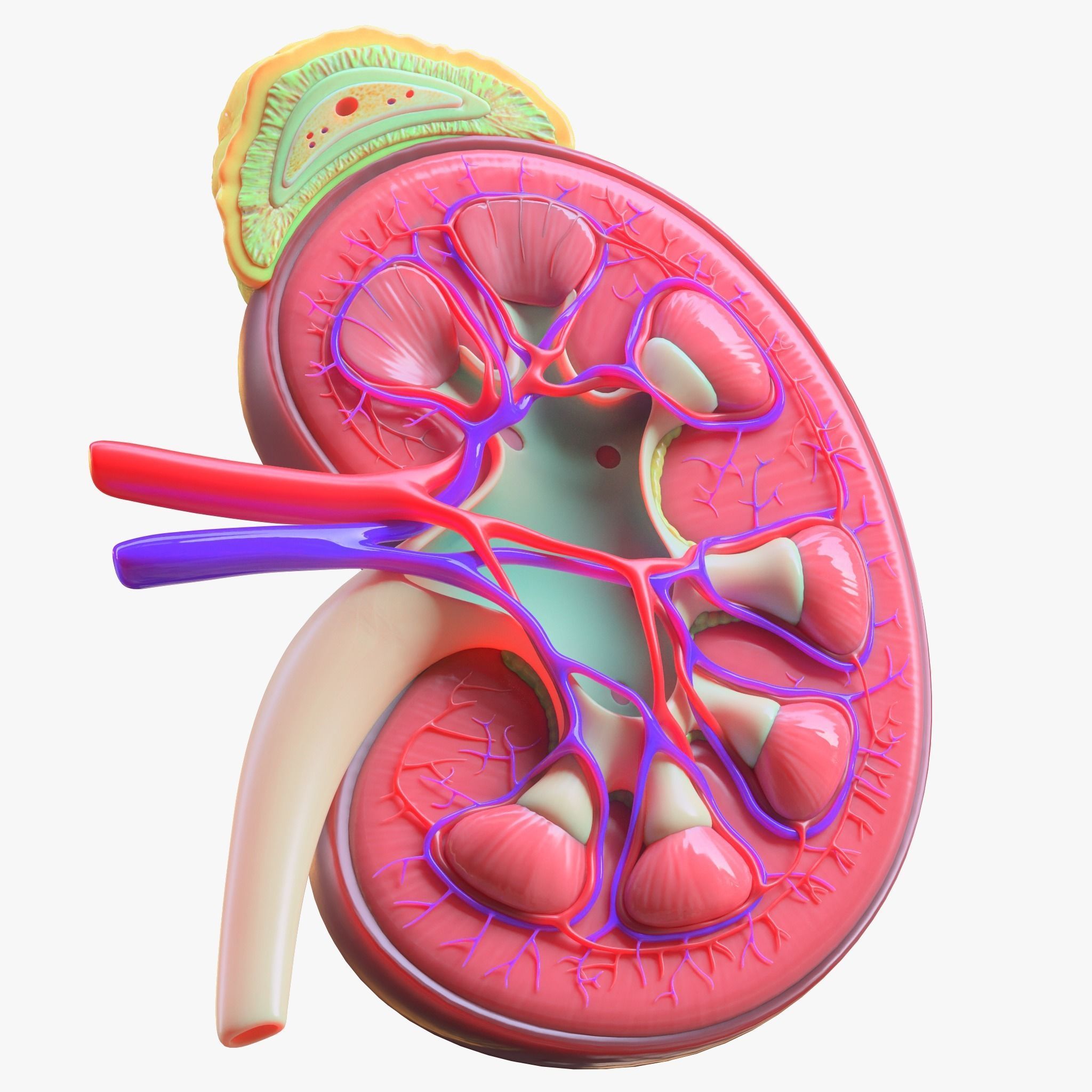 Human Kidney 3D model_2