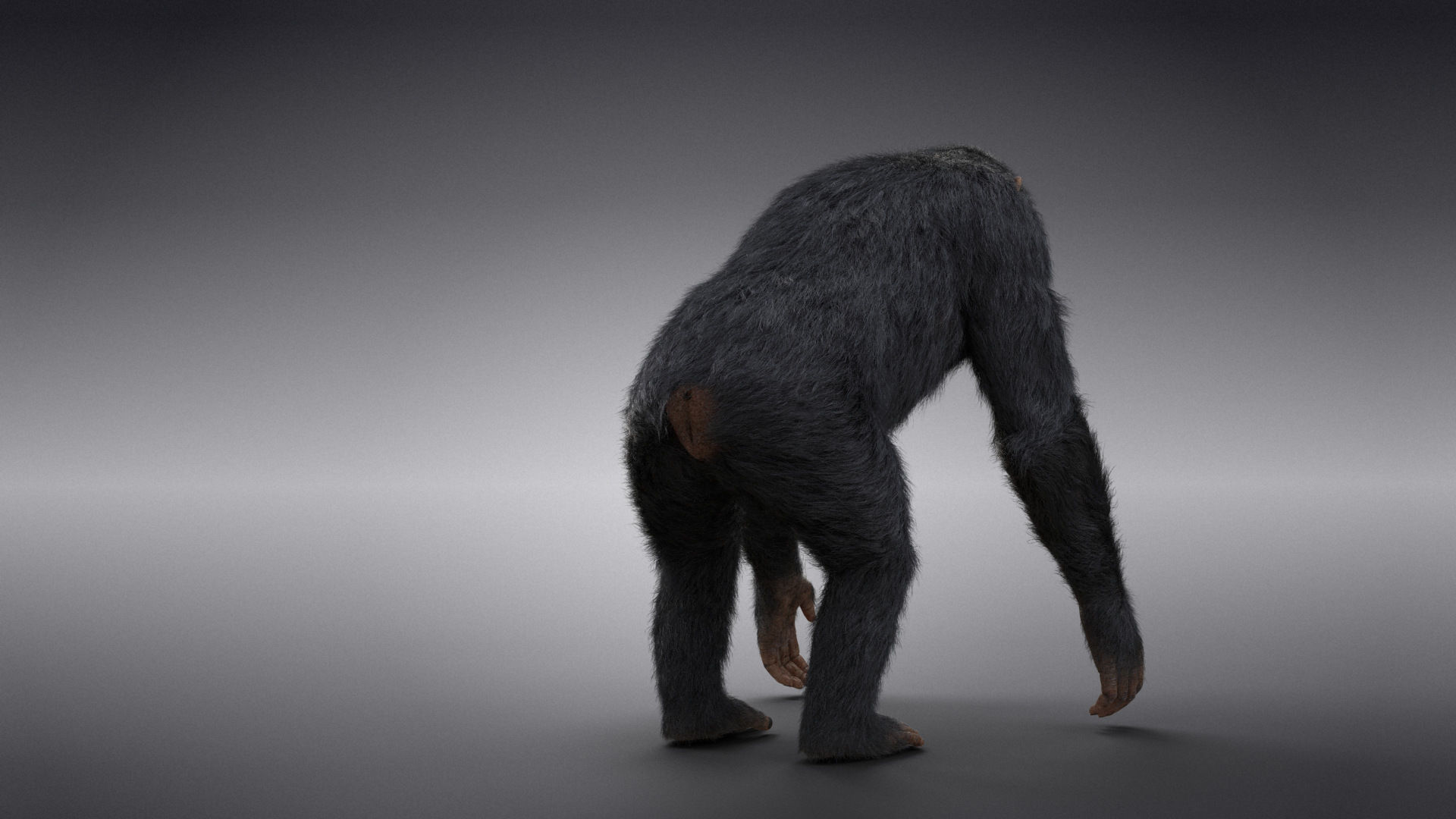Chimpanzee Animated VFX Grace 3D model_10
