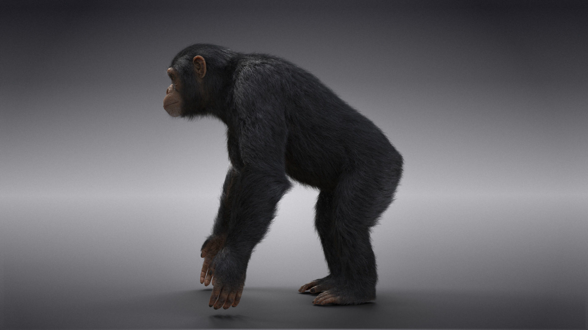 Chimpanzee Animated VFX Grace 3D model_9