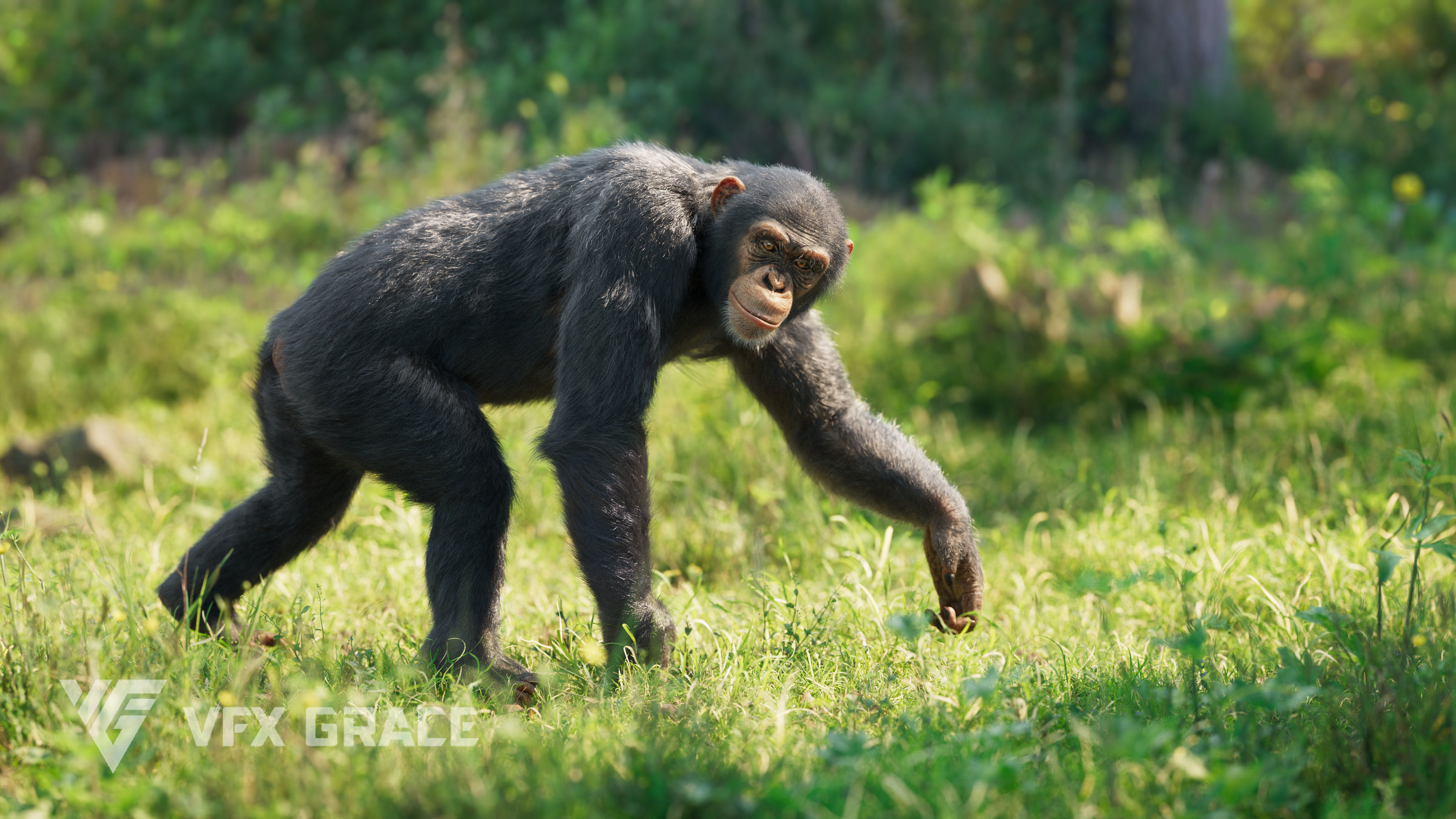 Chimpanzee Animated VFX Grace 3D model_4